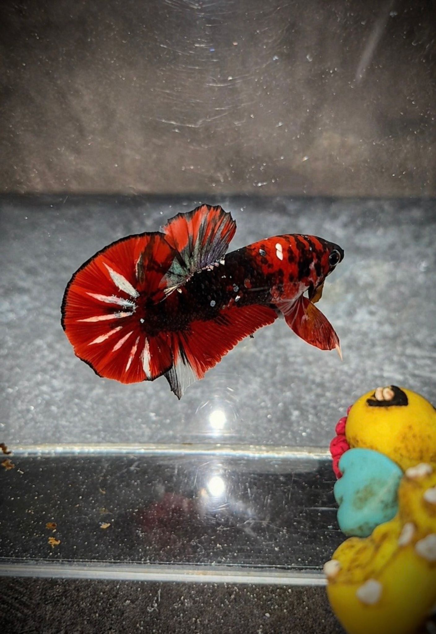 HMPK Red Koi Copper (Ironman)
