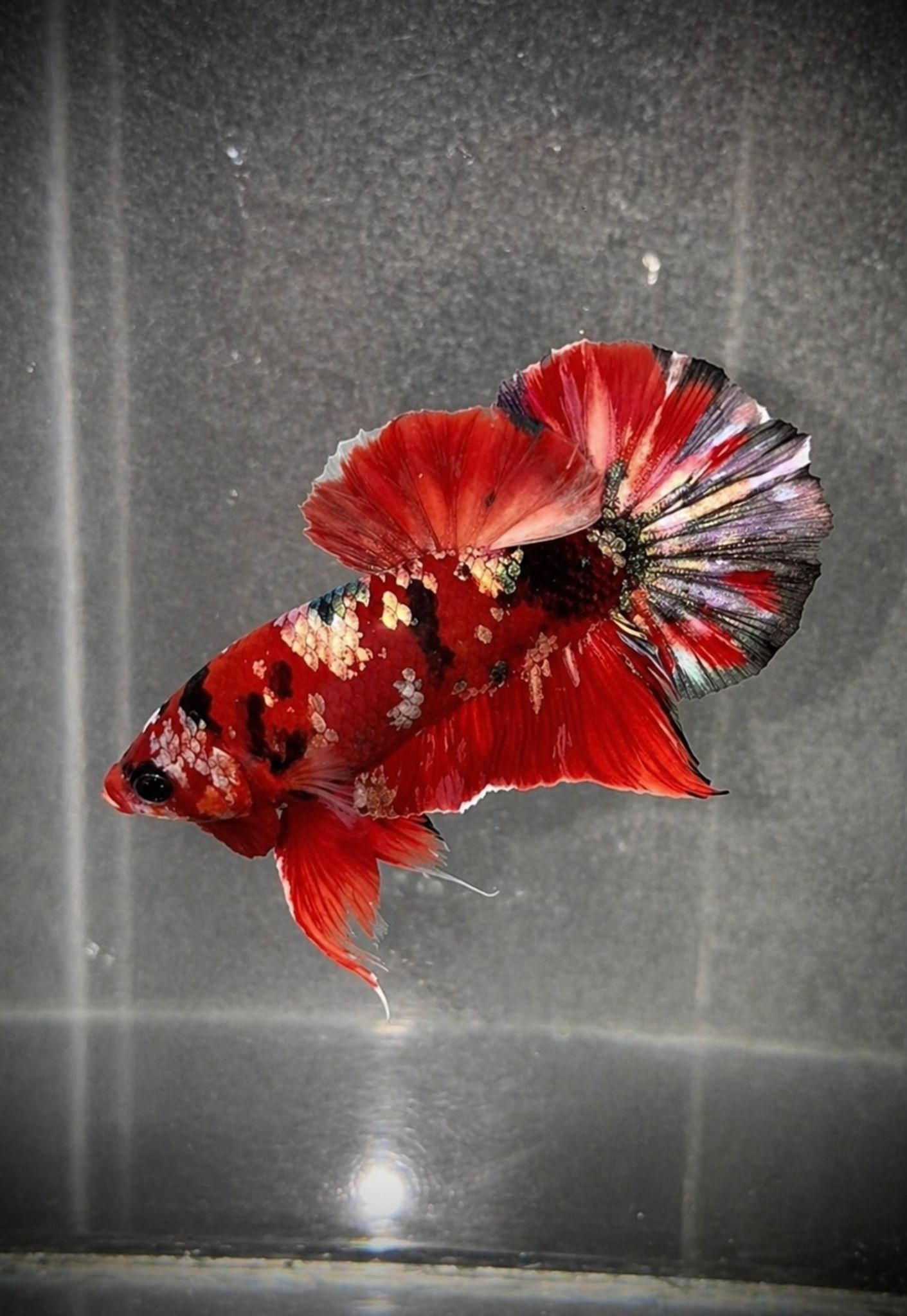 HMPK Red Koi Copper (Ironman)