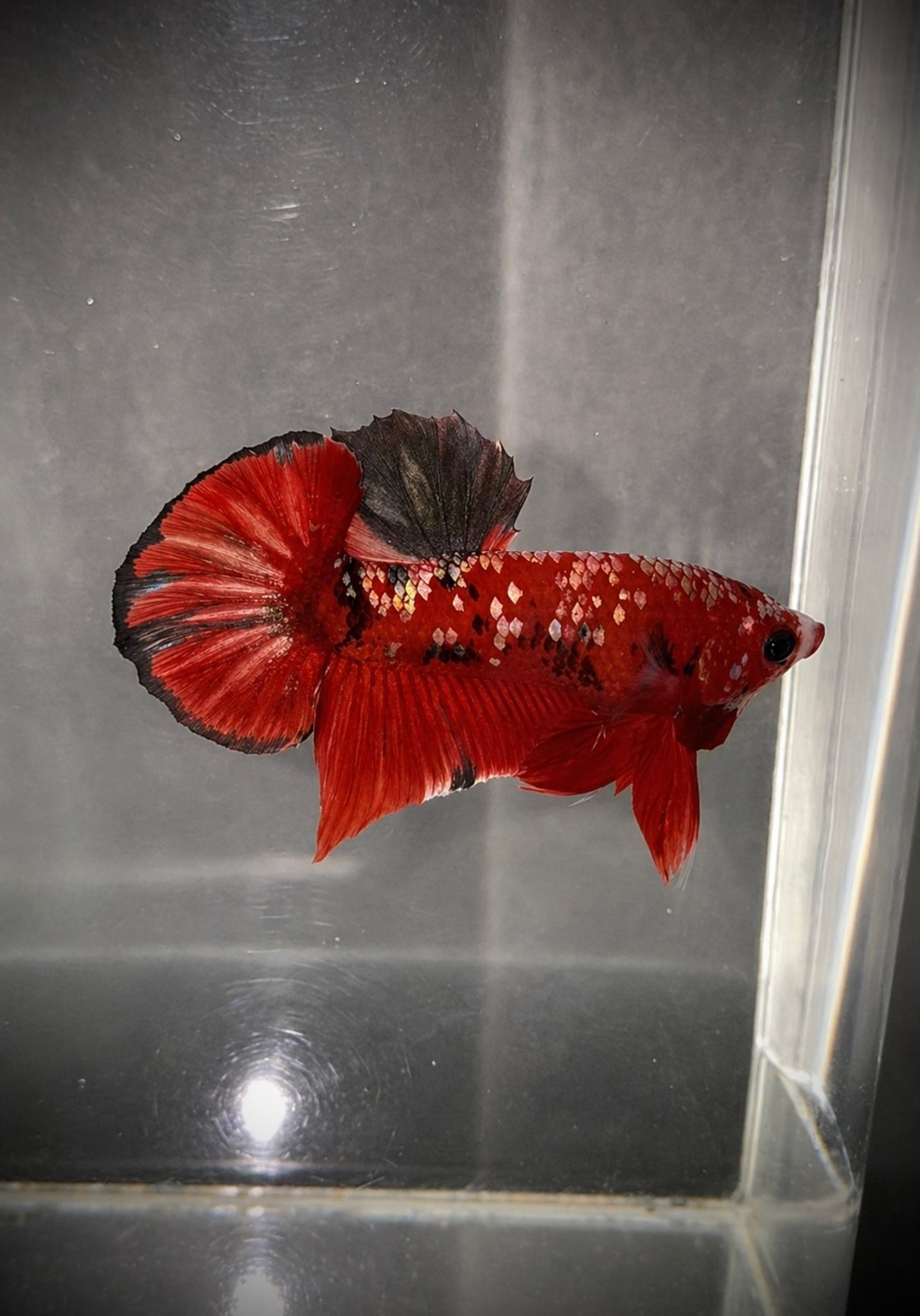 HMPK Red Koi Copper (Ironman)