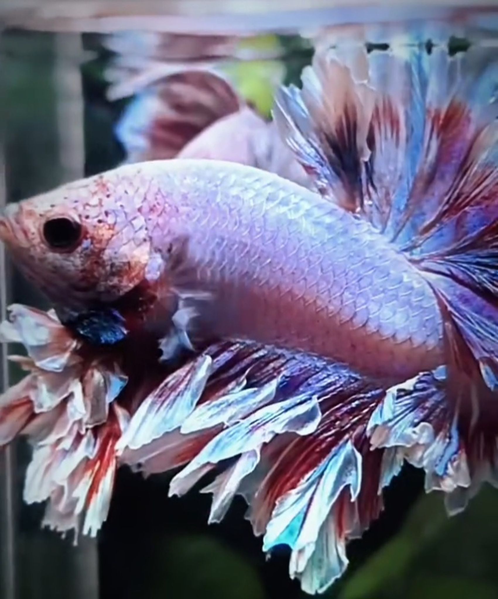 HMPK king feathertail pink