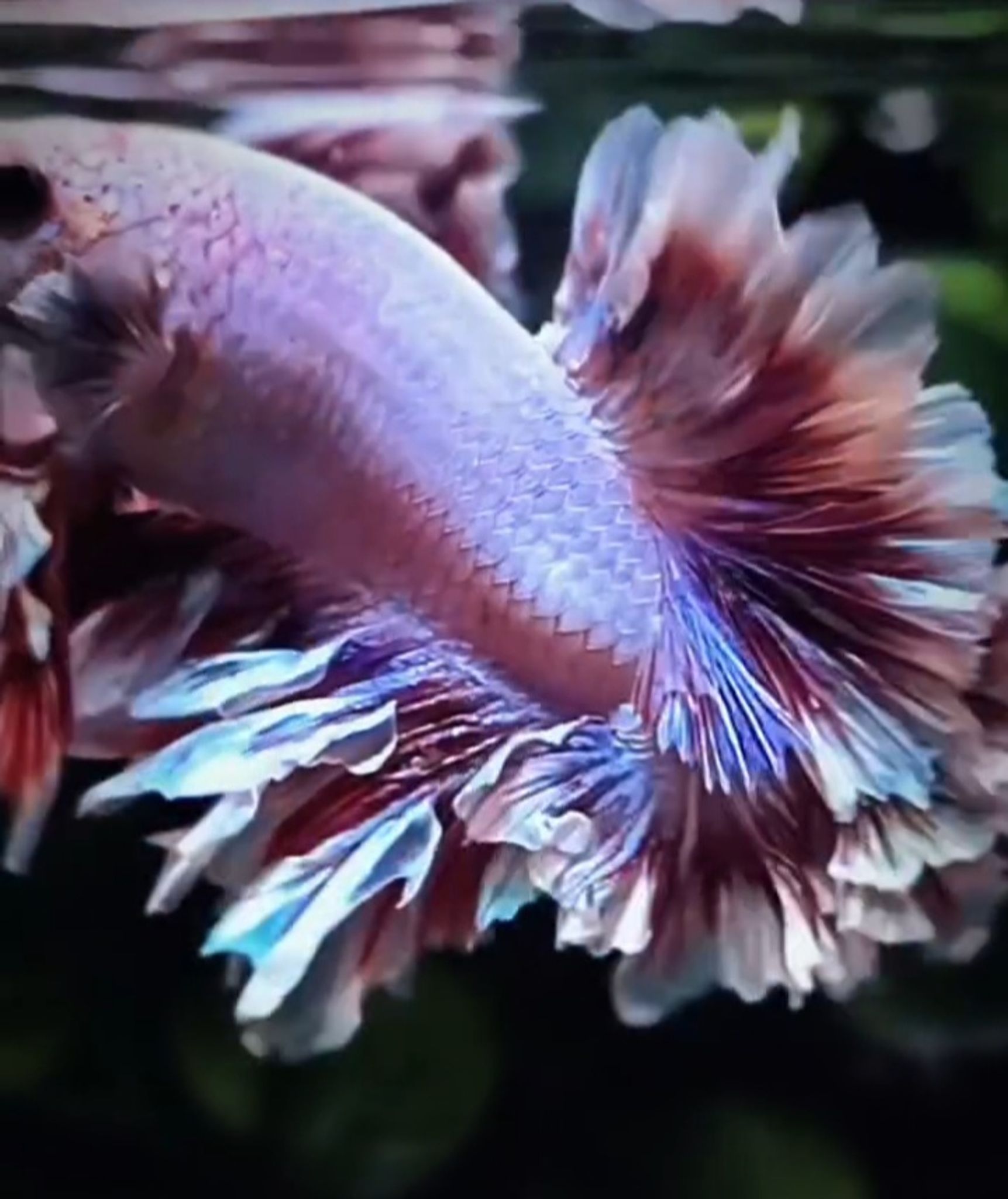 HMPK king feathertail pink