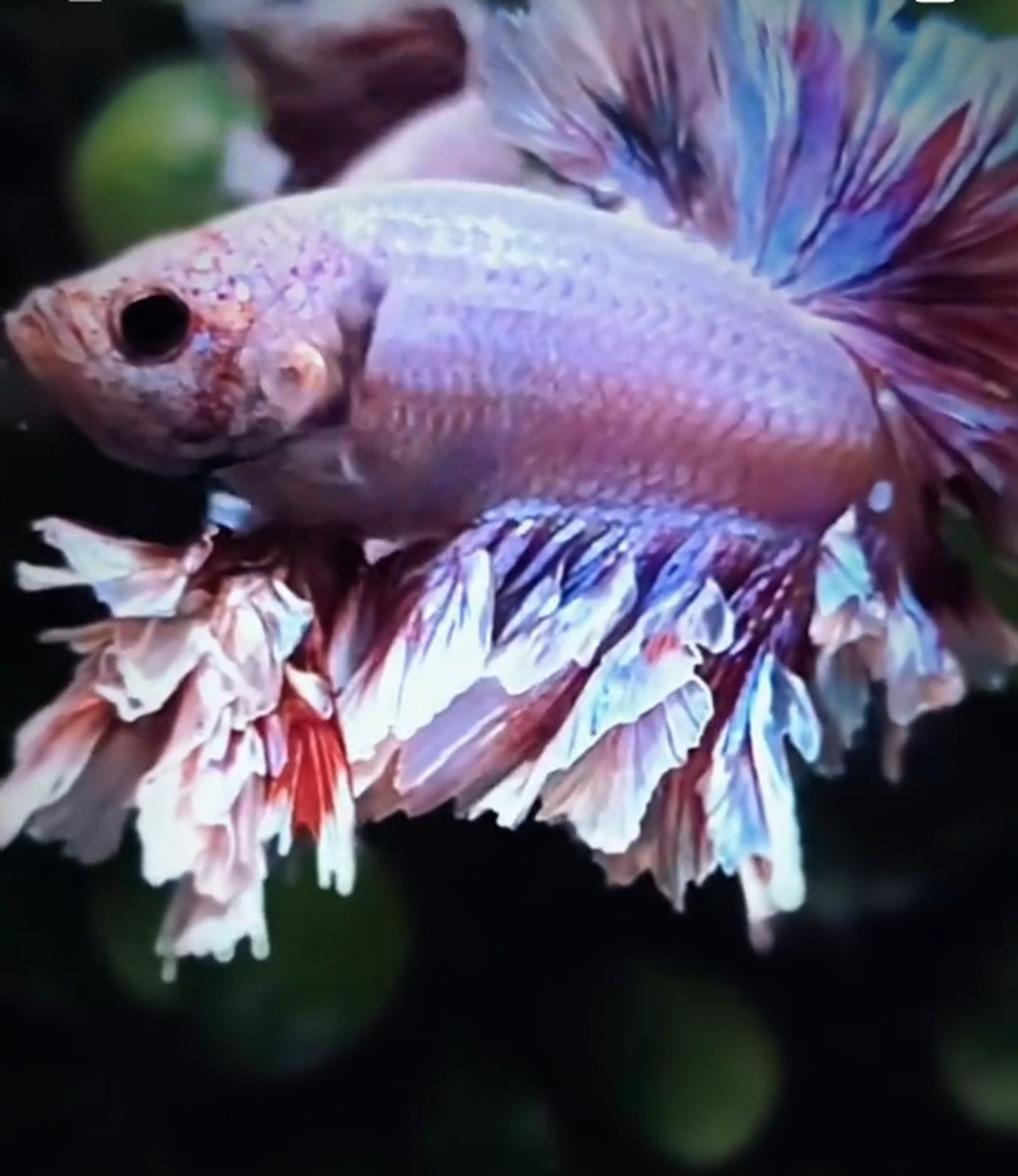 HMPK king feathertail pink