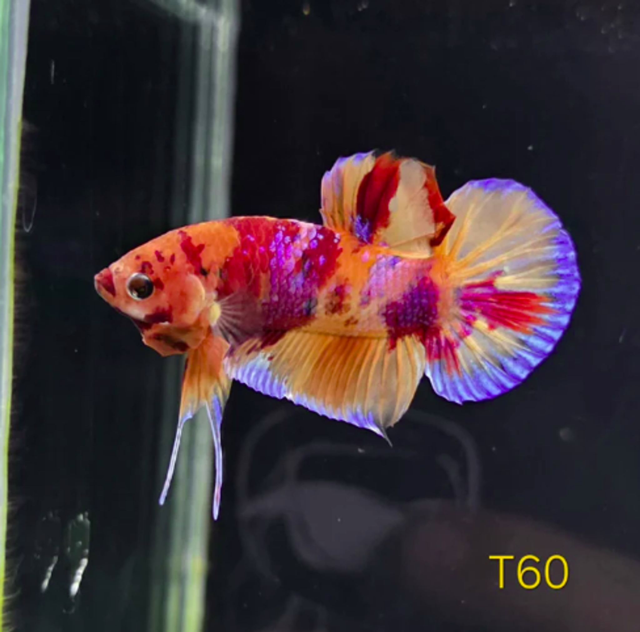 HMPK x Wild Candy #T60