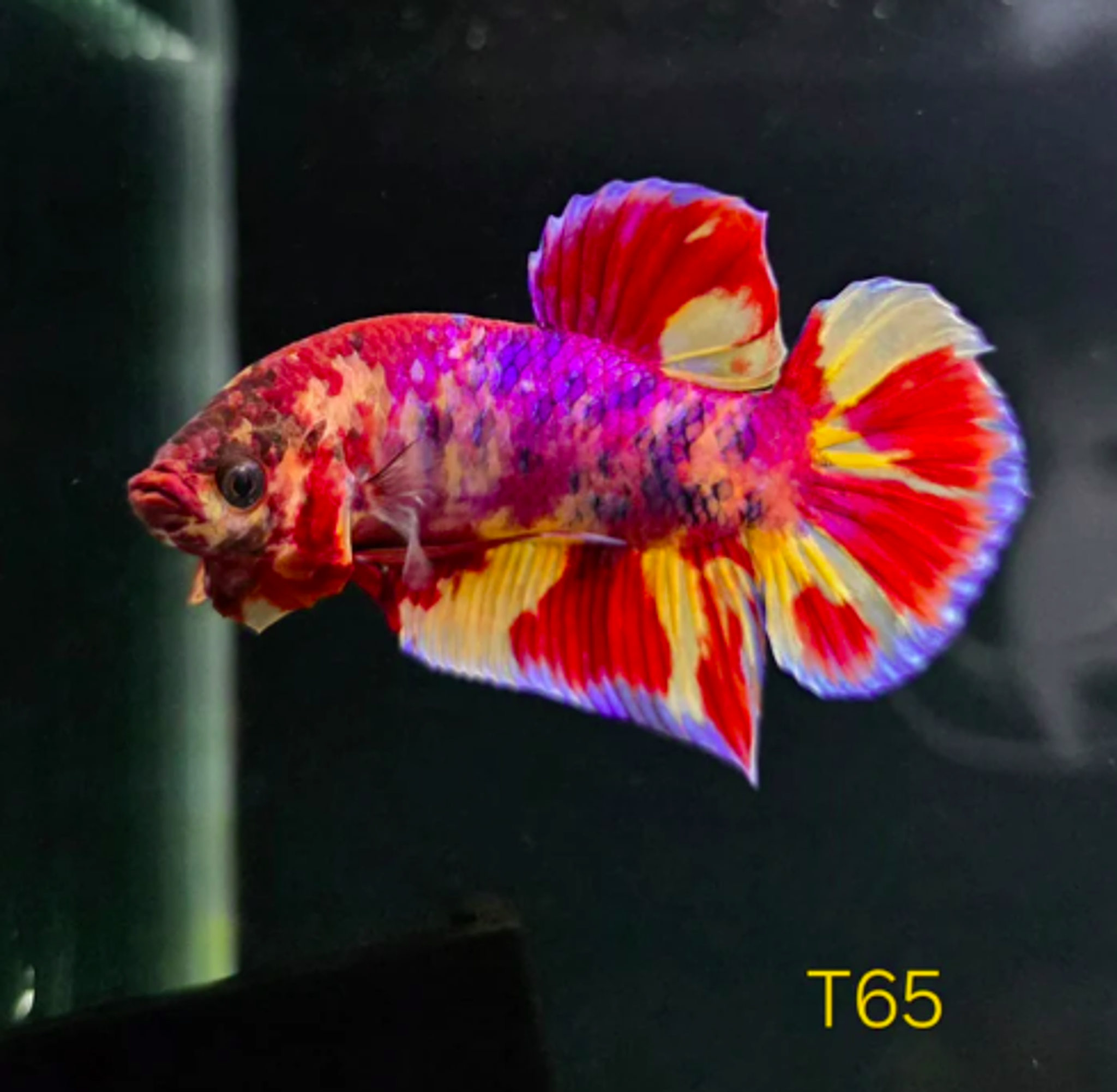 HMPK x Wild Candy #T65