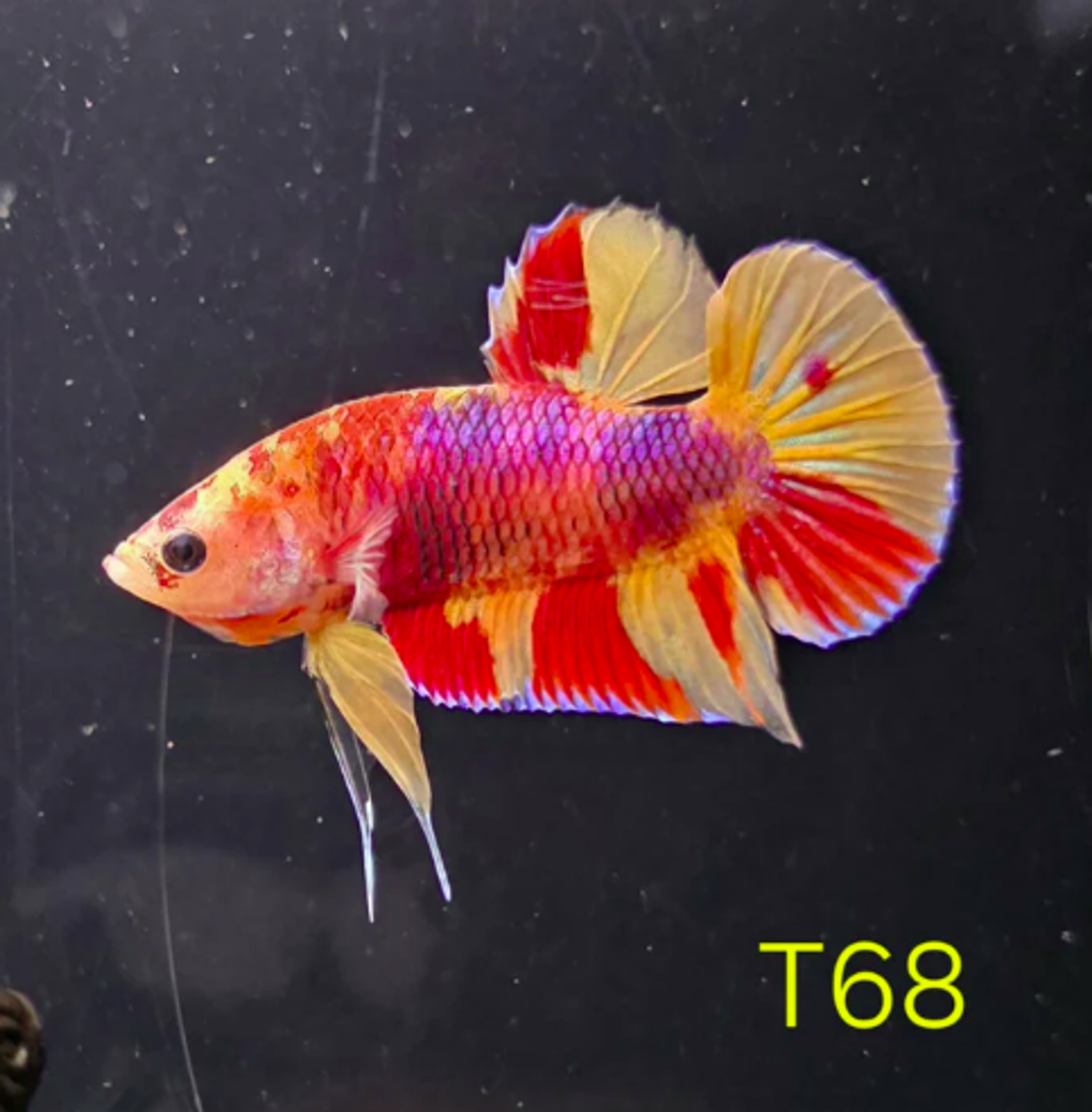 HMPK x Wild Nemo #T68