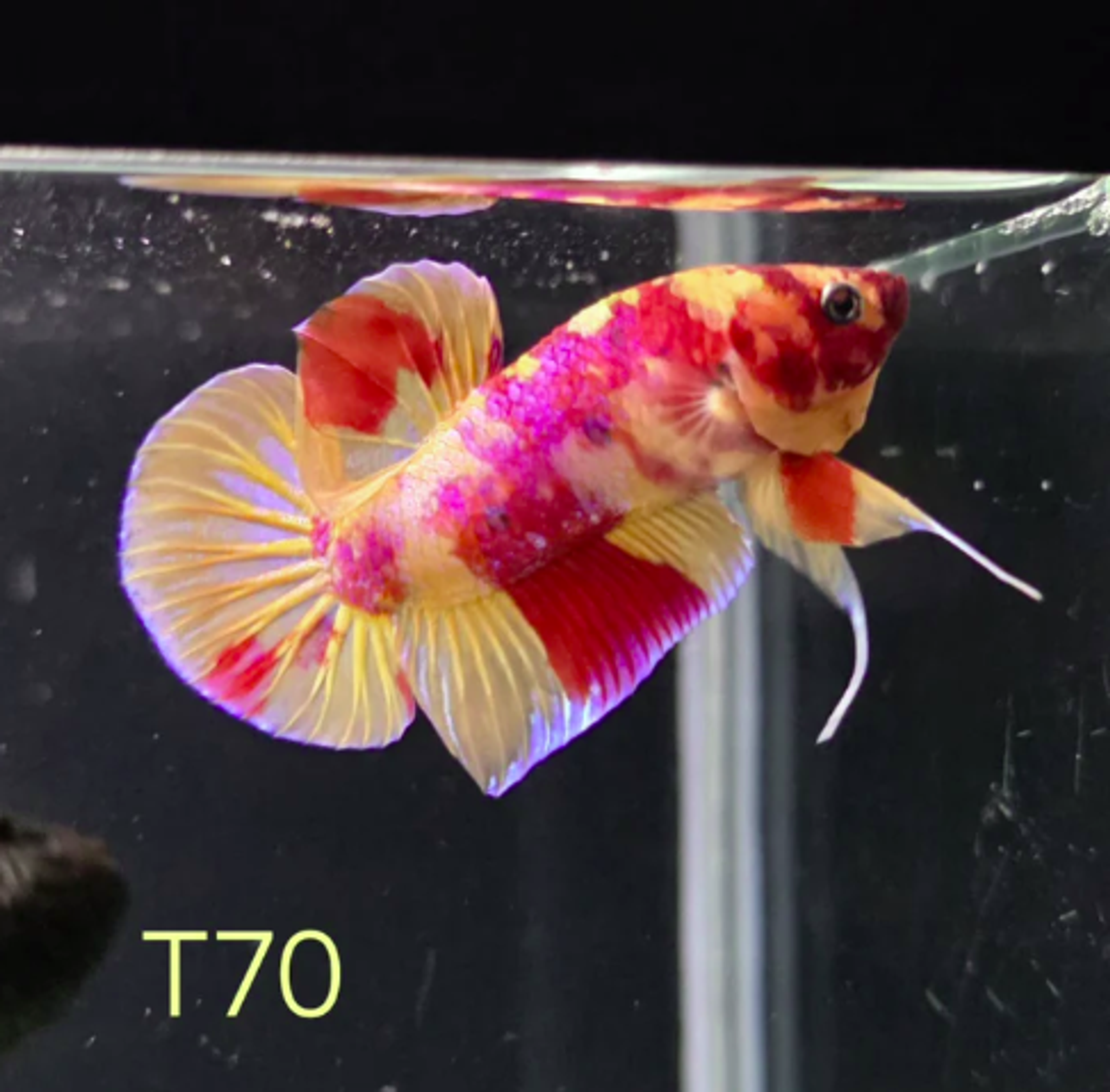 HMPK x Wild Nemo #T70