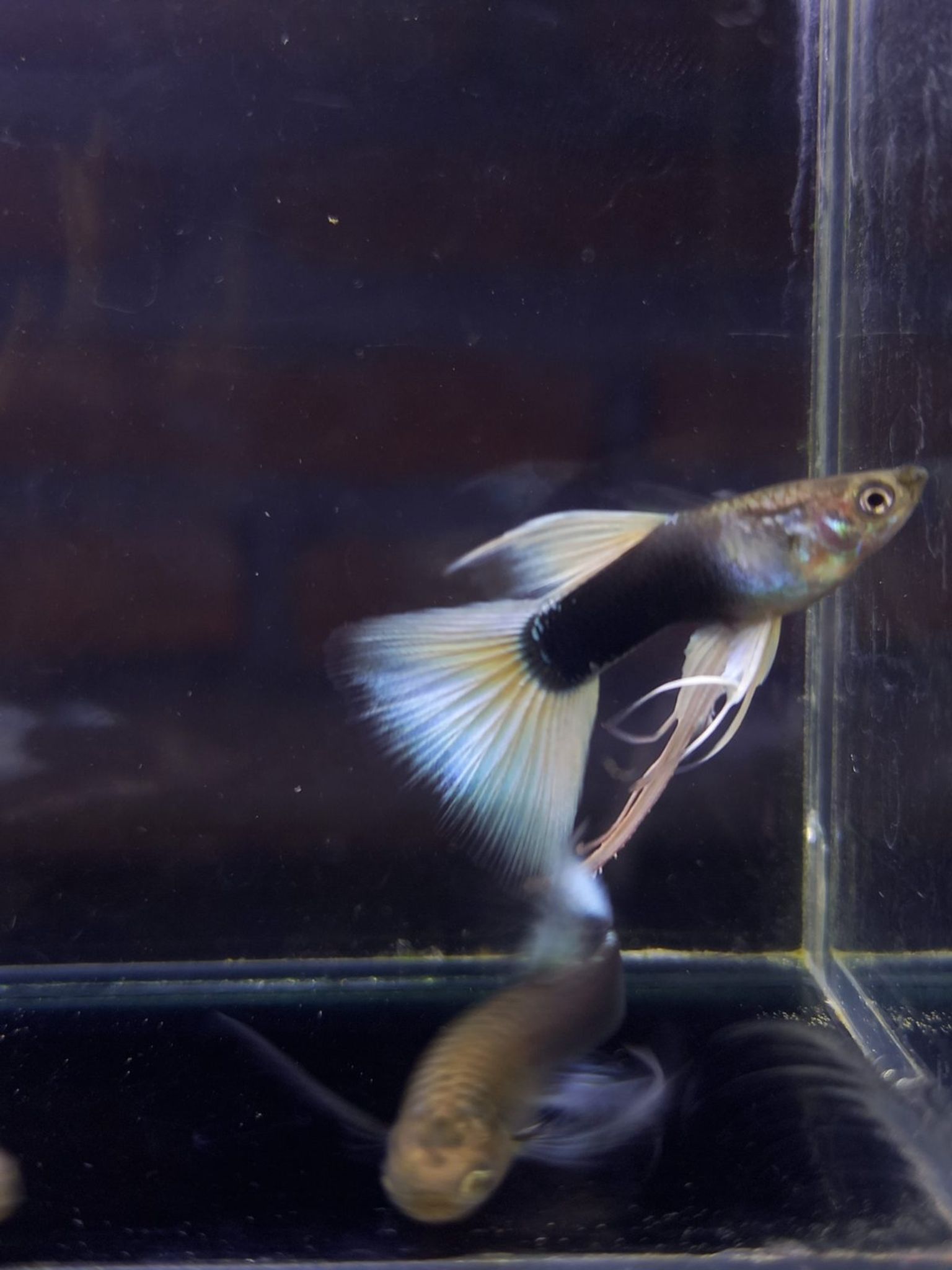 Albino Koi Red Ear