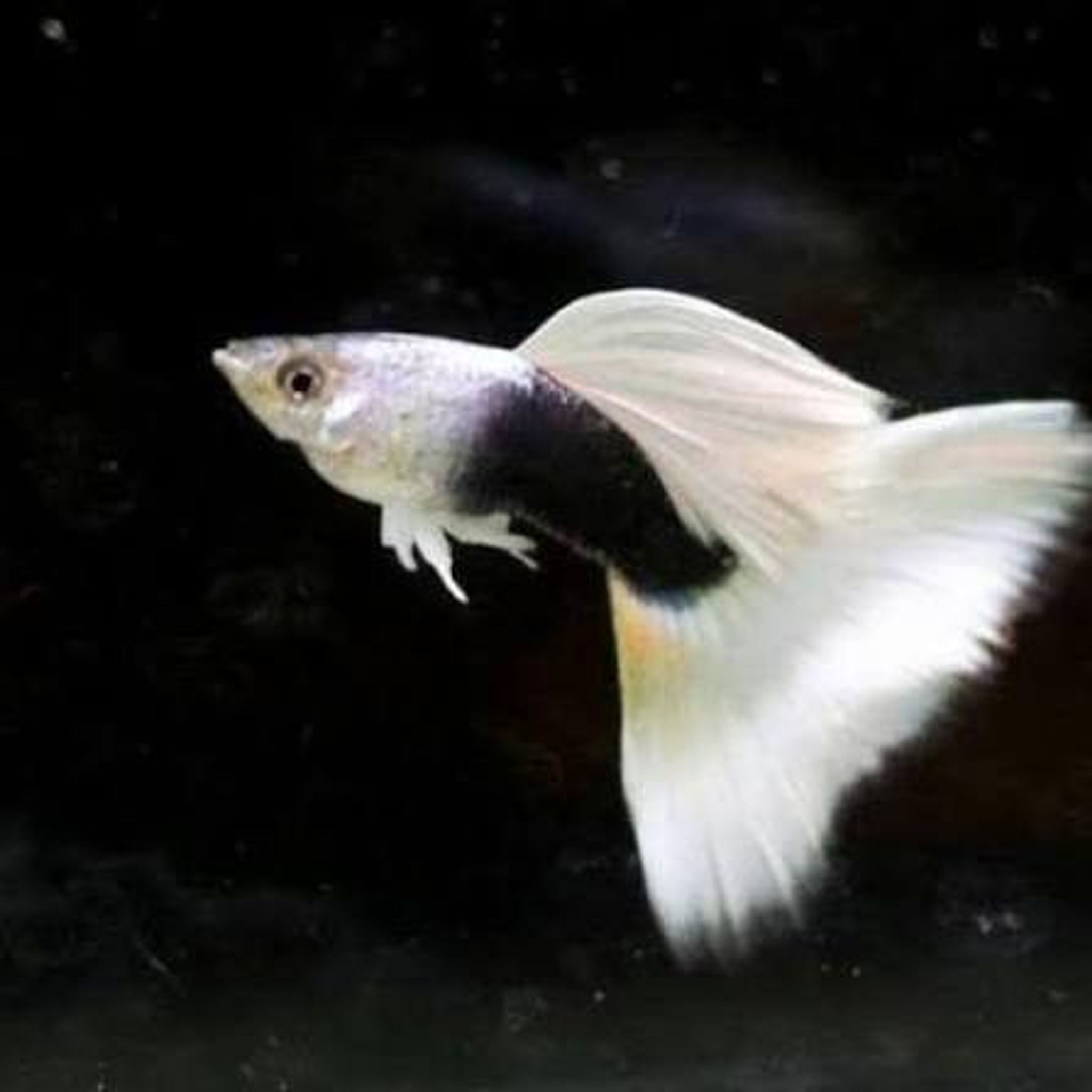 Half Black White Delta Tail (Copy)