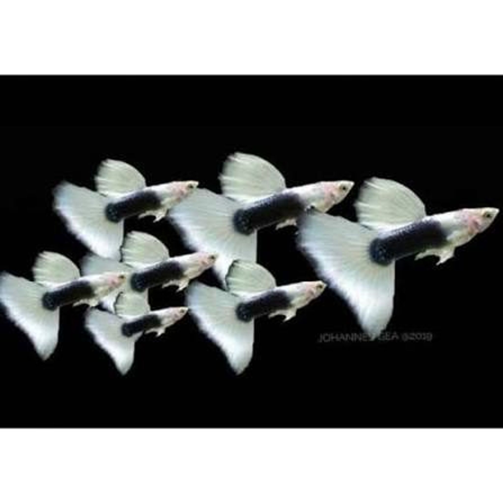 Half Black White Delta Tail (Copy)