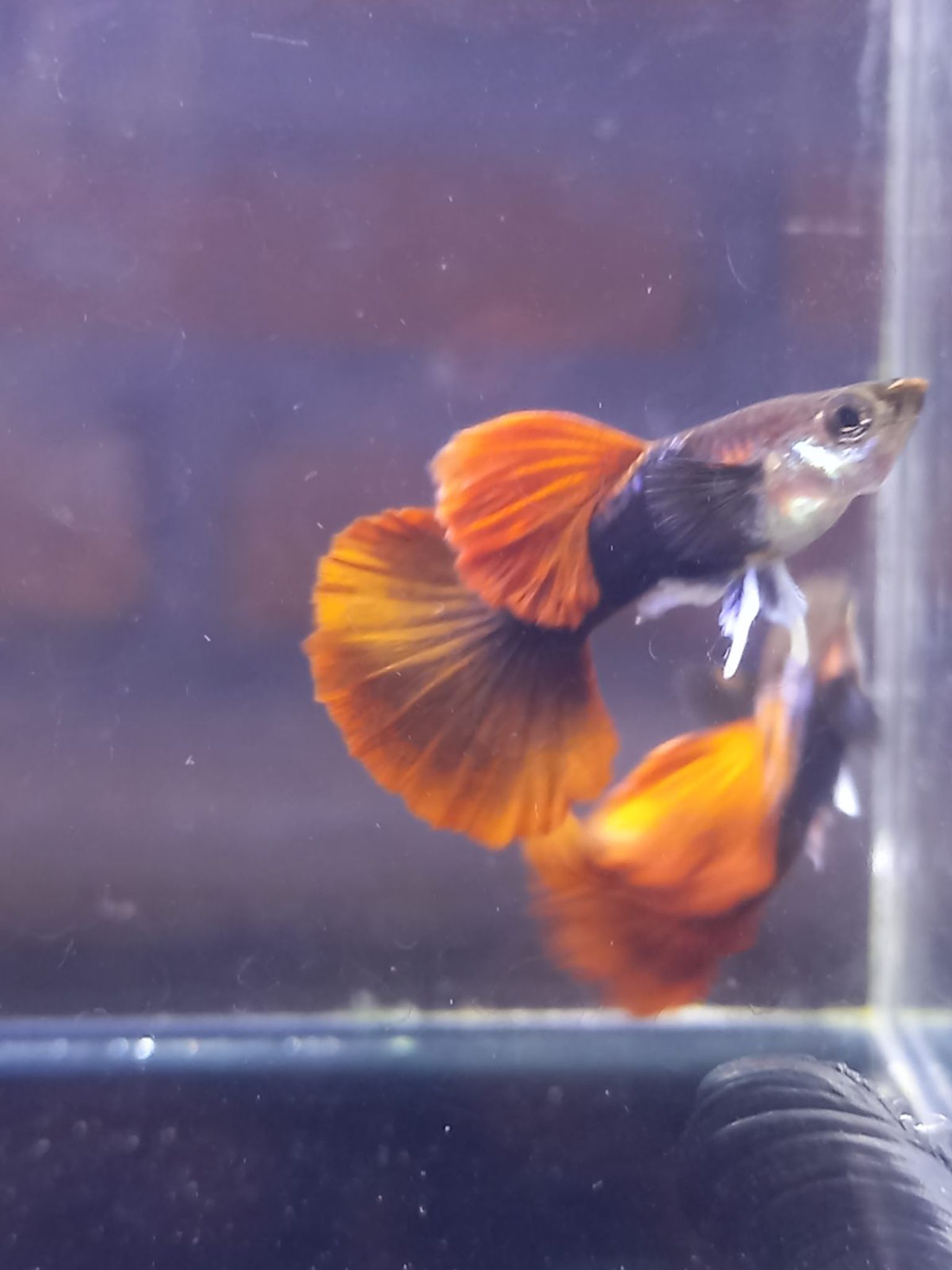 Half black rose tail