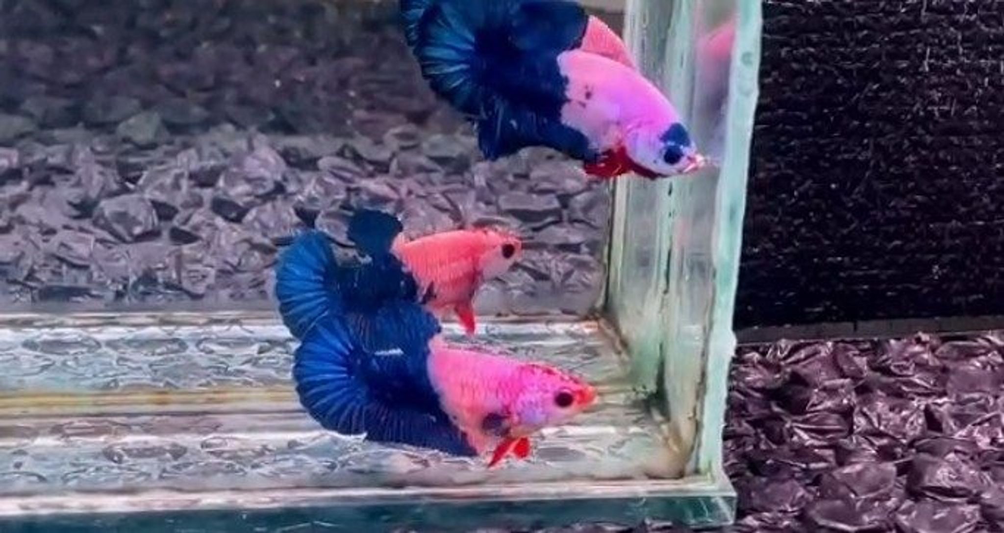 Half blue Flamingo