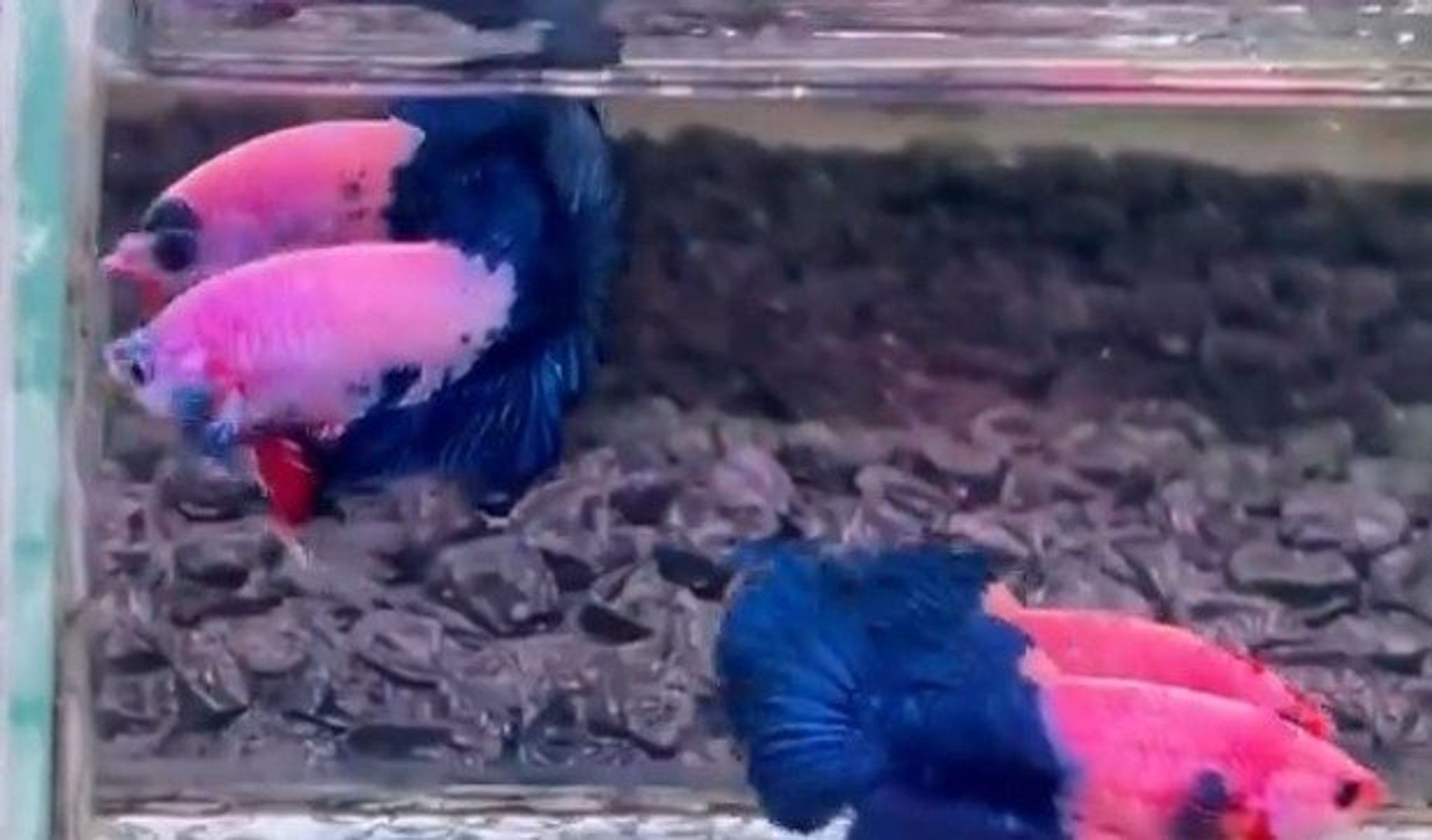Half blue Flamingo