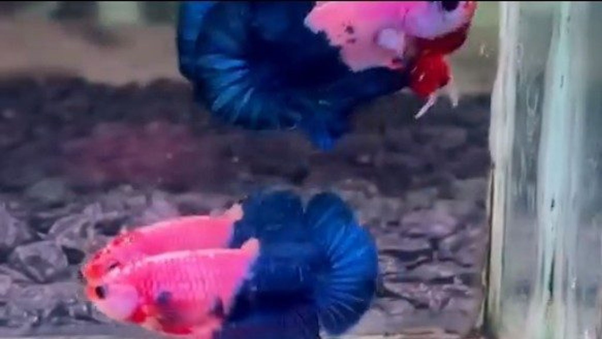 Half blue Flamingo