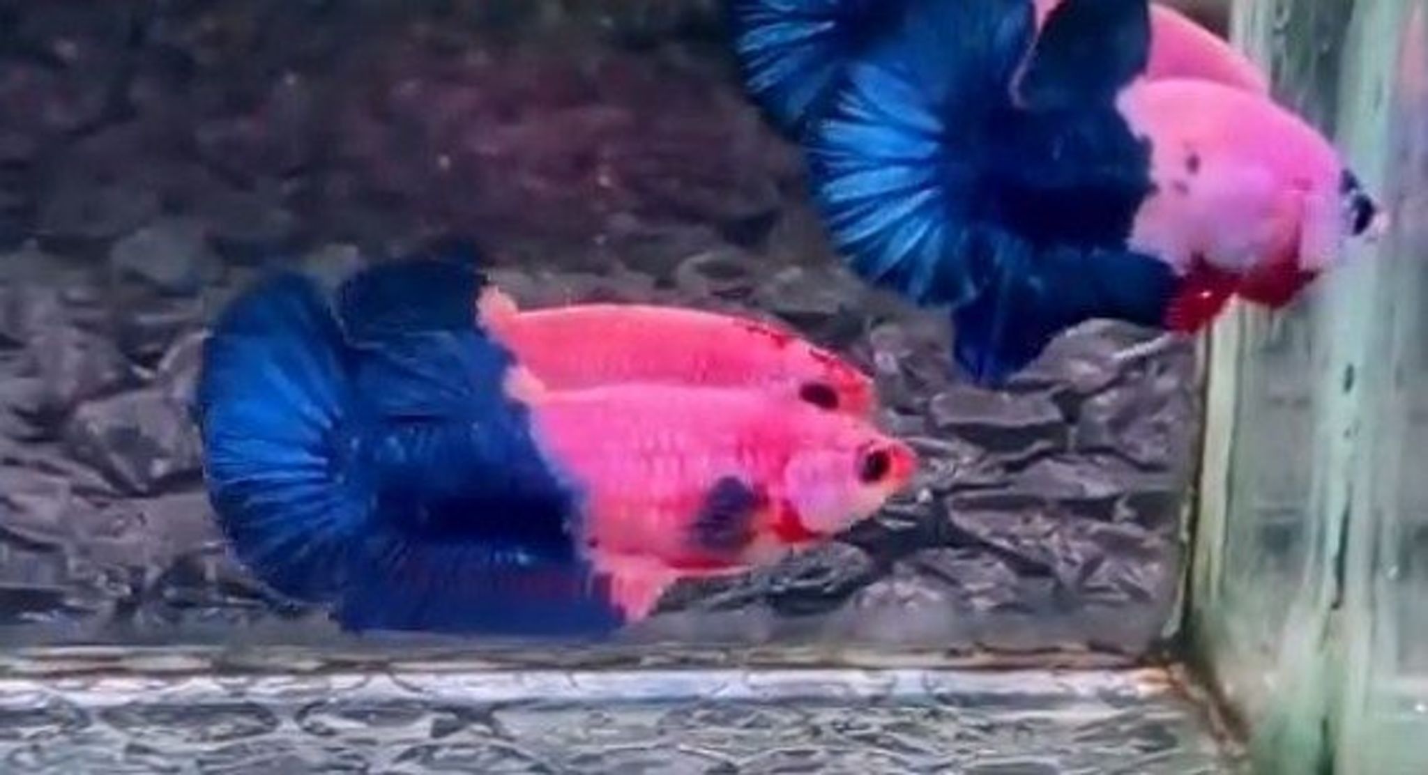 Half blue Flamingo