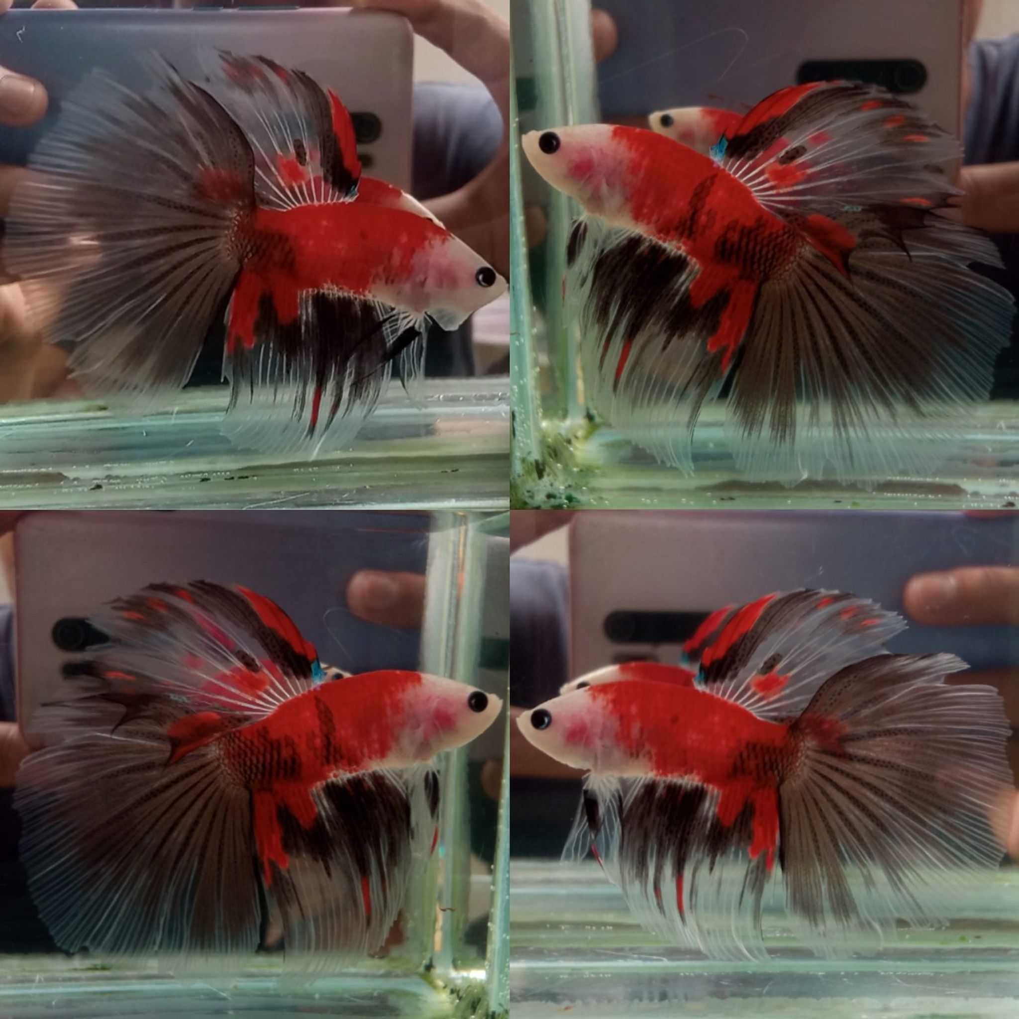 Halfmoon AOC (BaldHead)