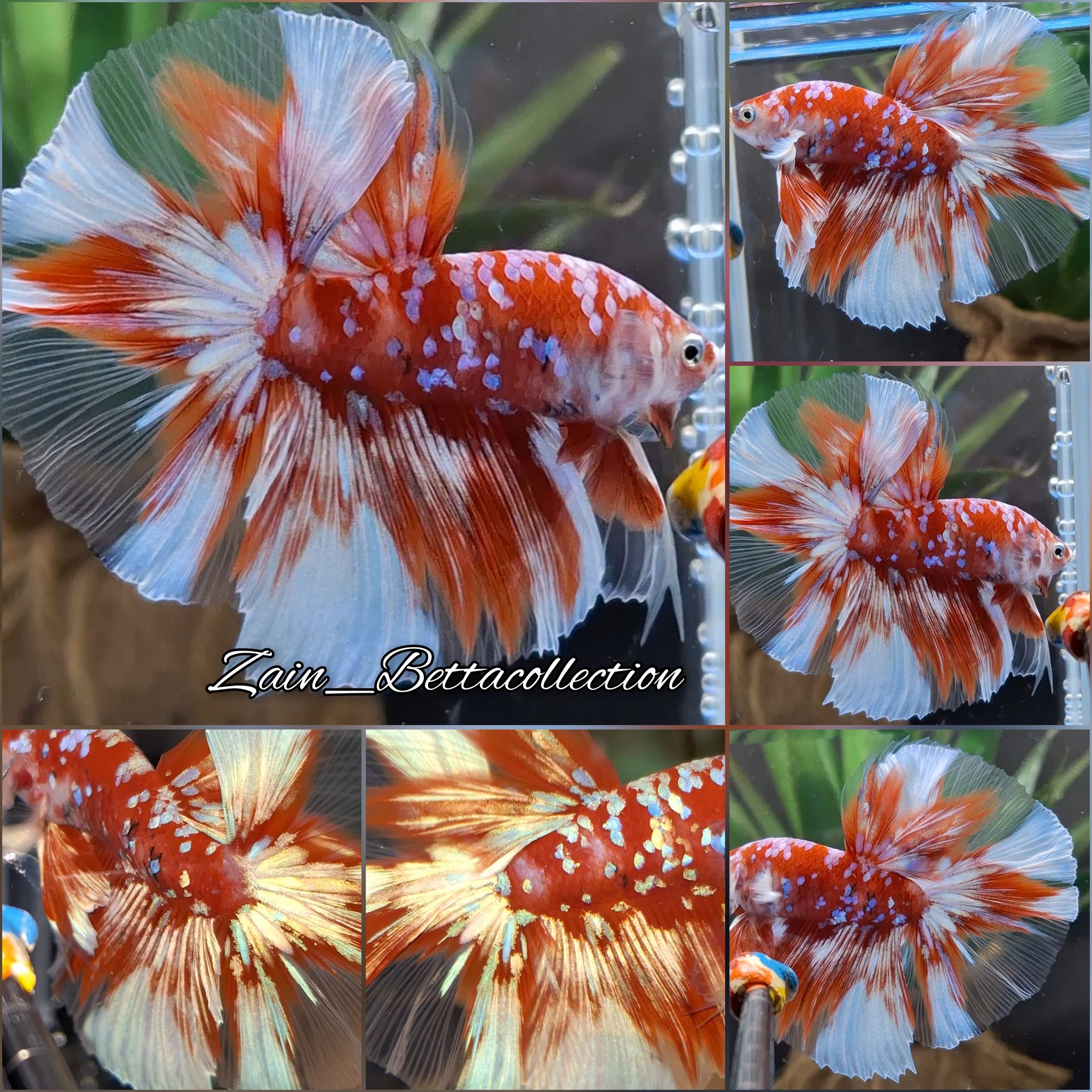Higher Care Halfmoon Betta Fish