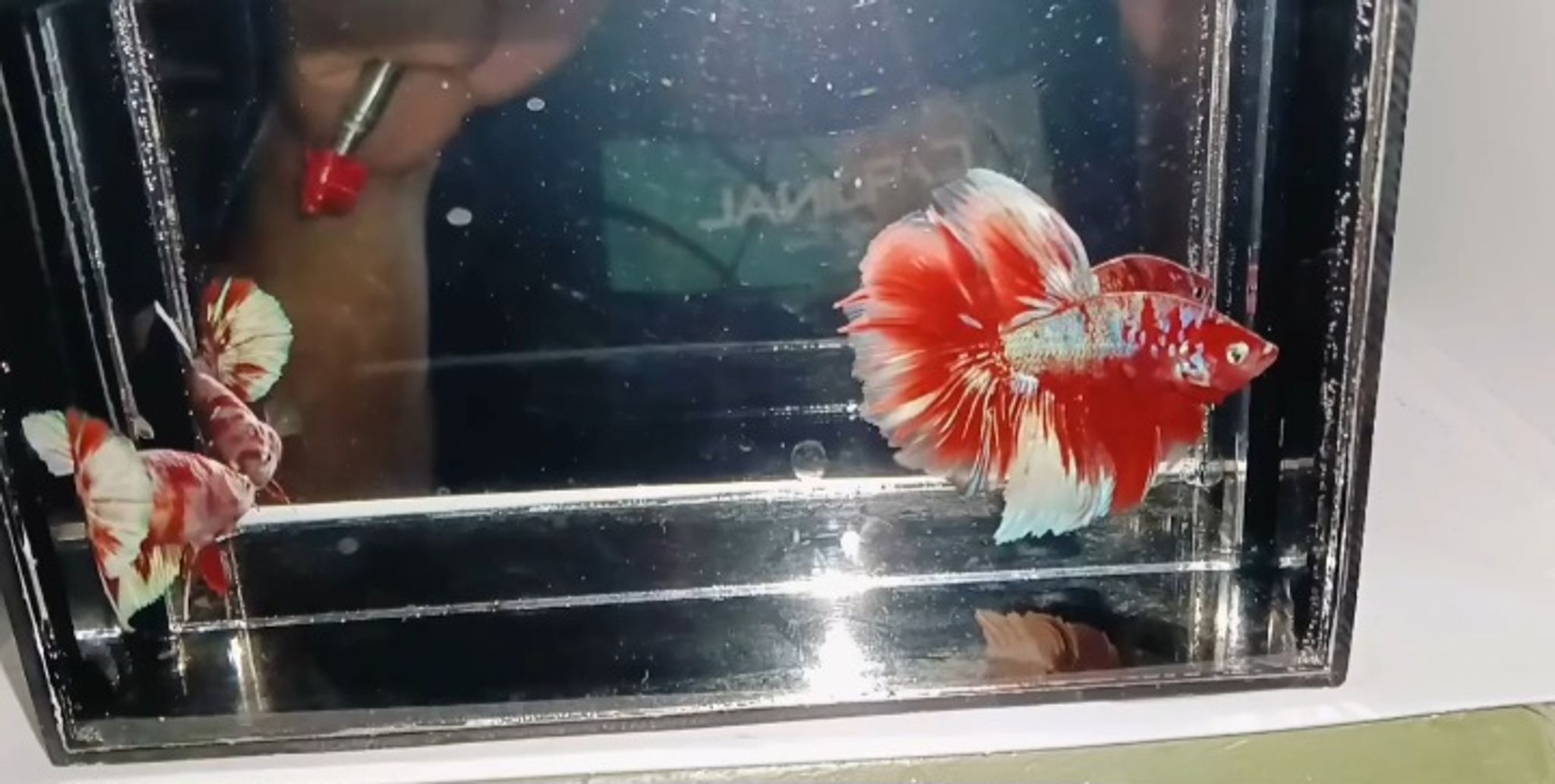 Halfmoon Barongsai