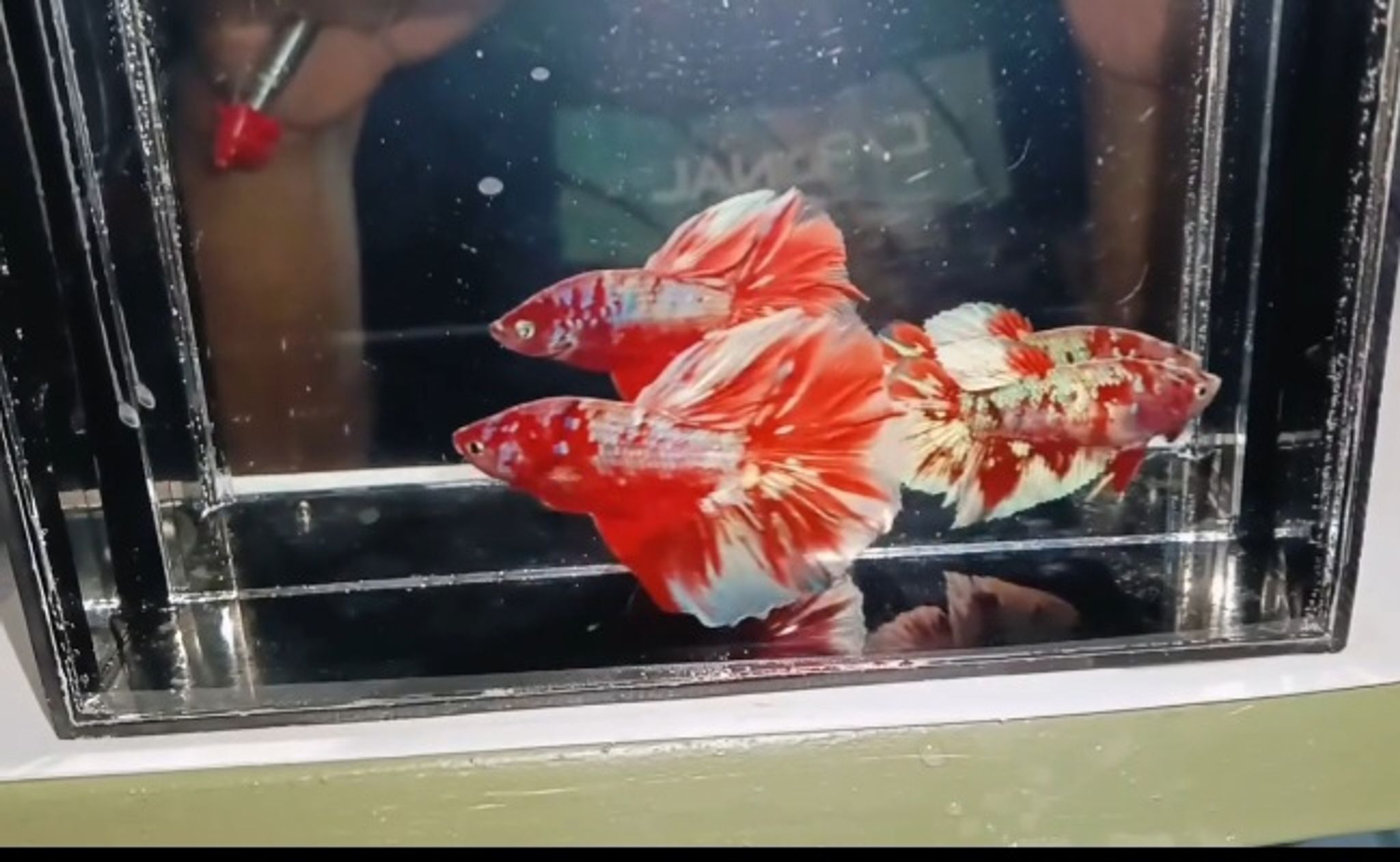 Halfmoon Barongsai