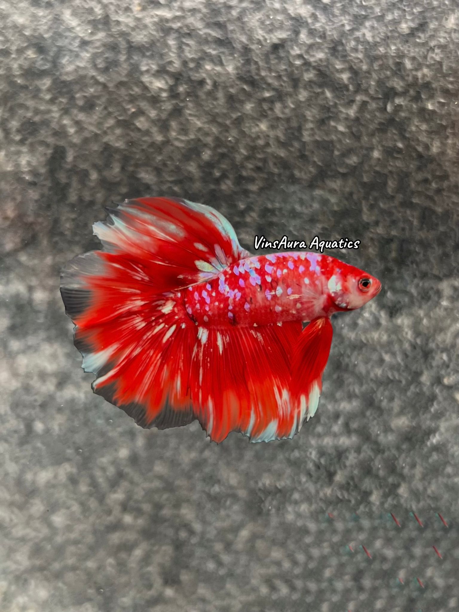 Halfmoon Barongsai