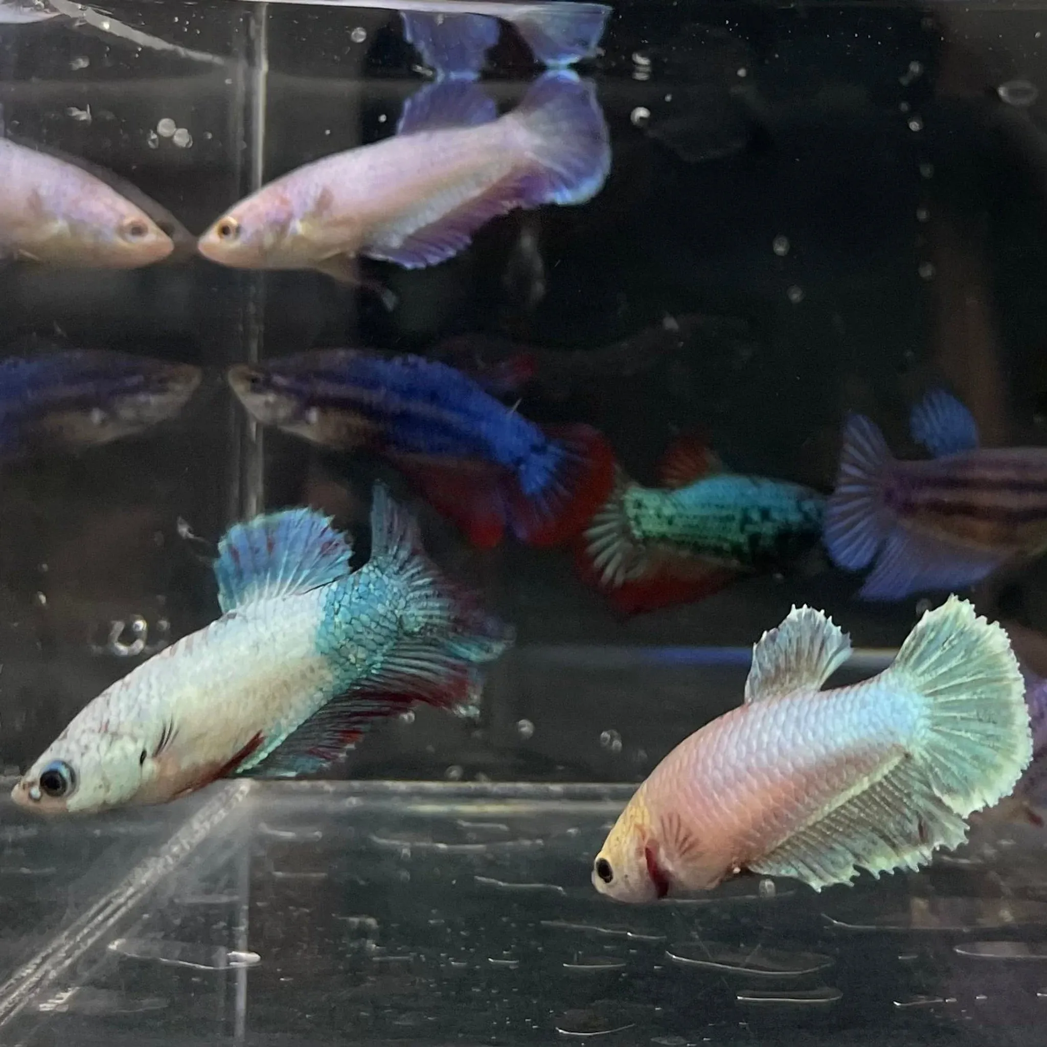 Assorted Halfmoon Betta Female