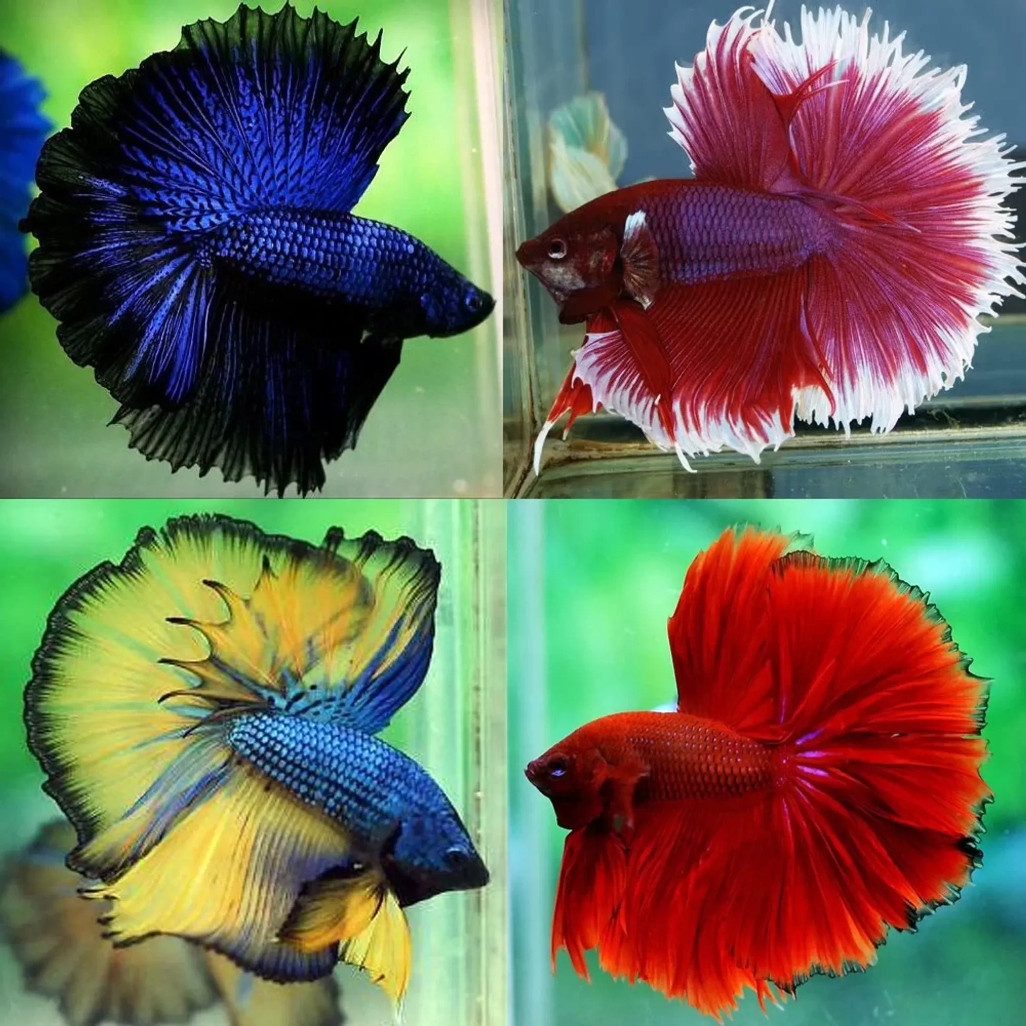Halfmoon Betta Male Betta
