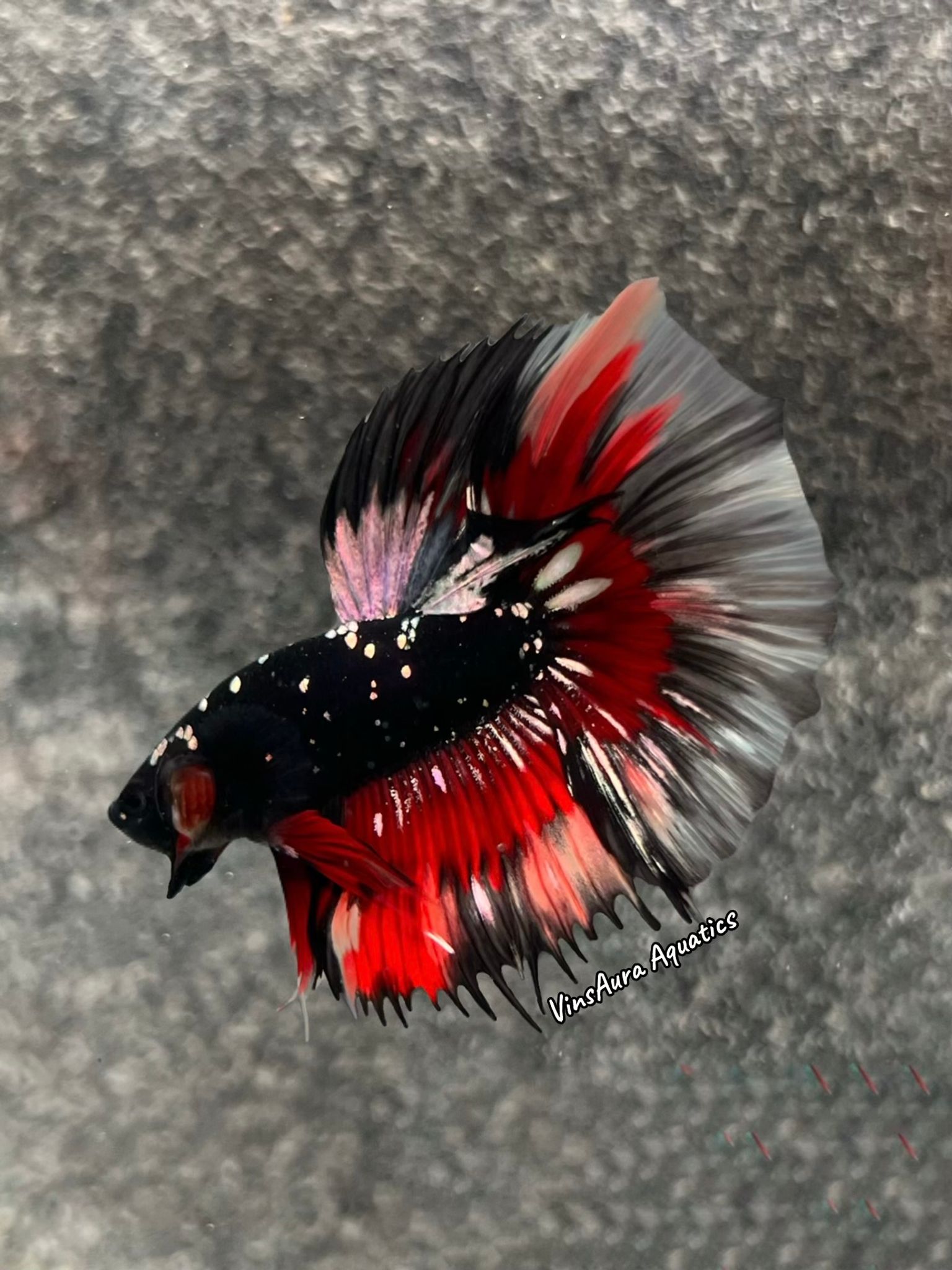 Halfmoon Black Copper Variation
