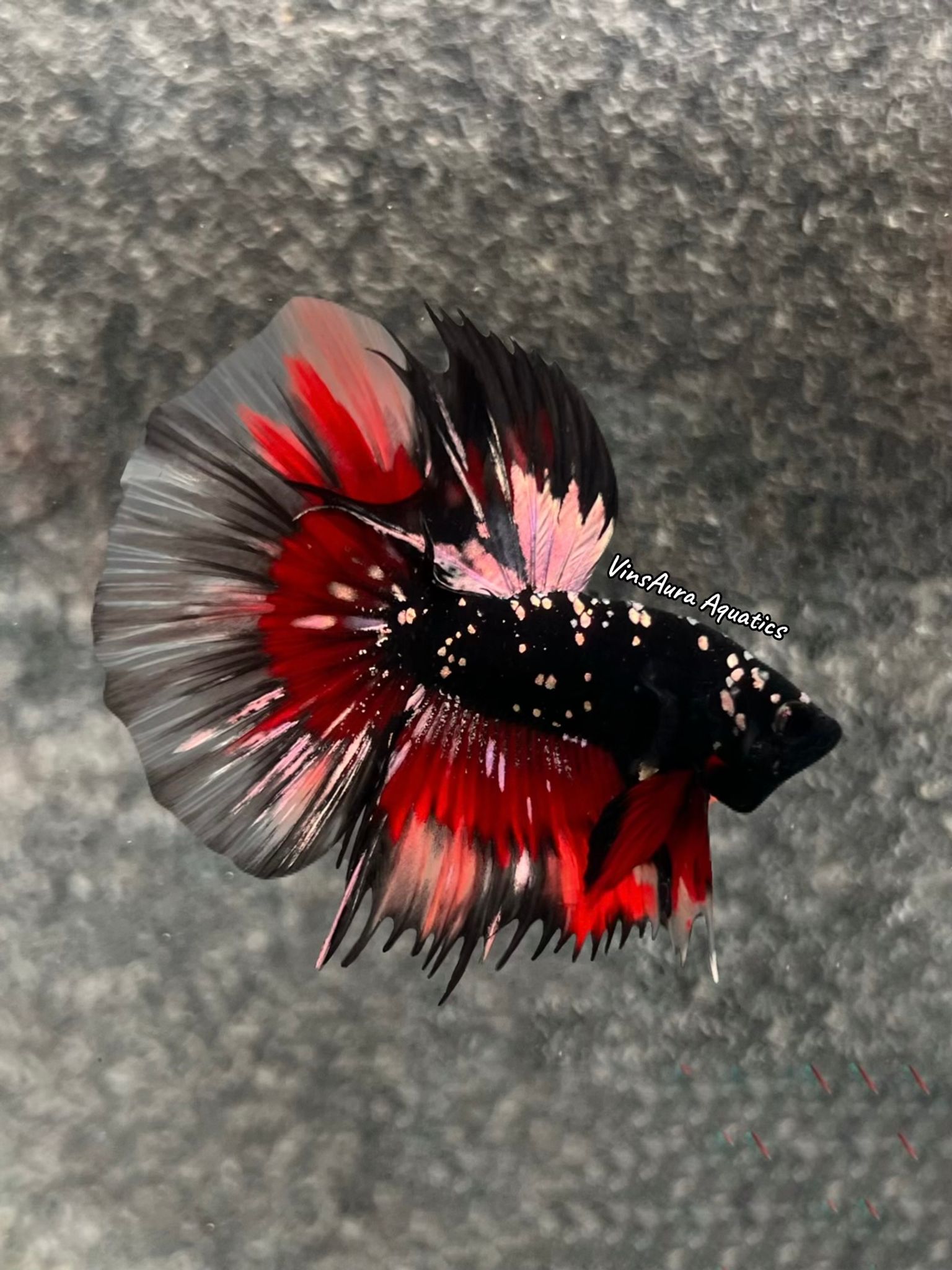 Halfmoon Black Copper Variation