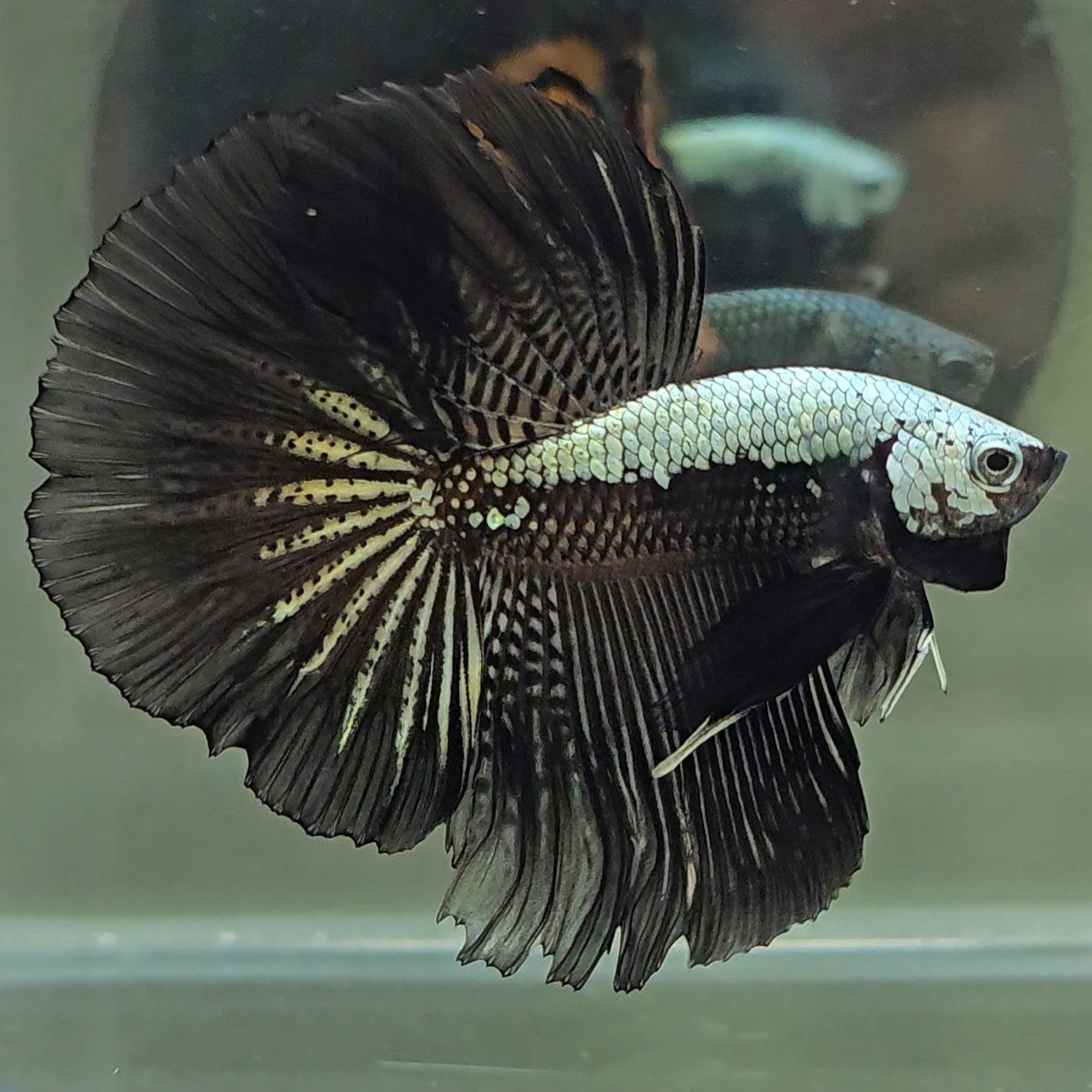 Halfmoon Black Samurai Betta Fish