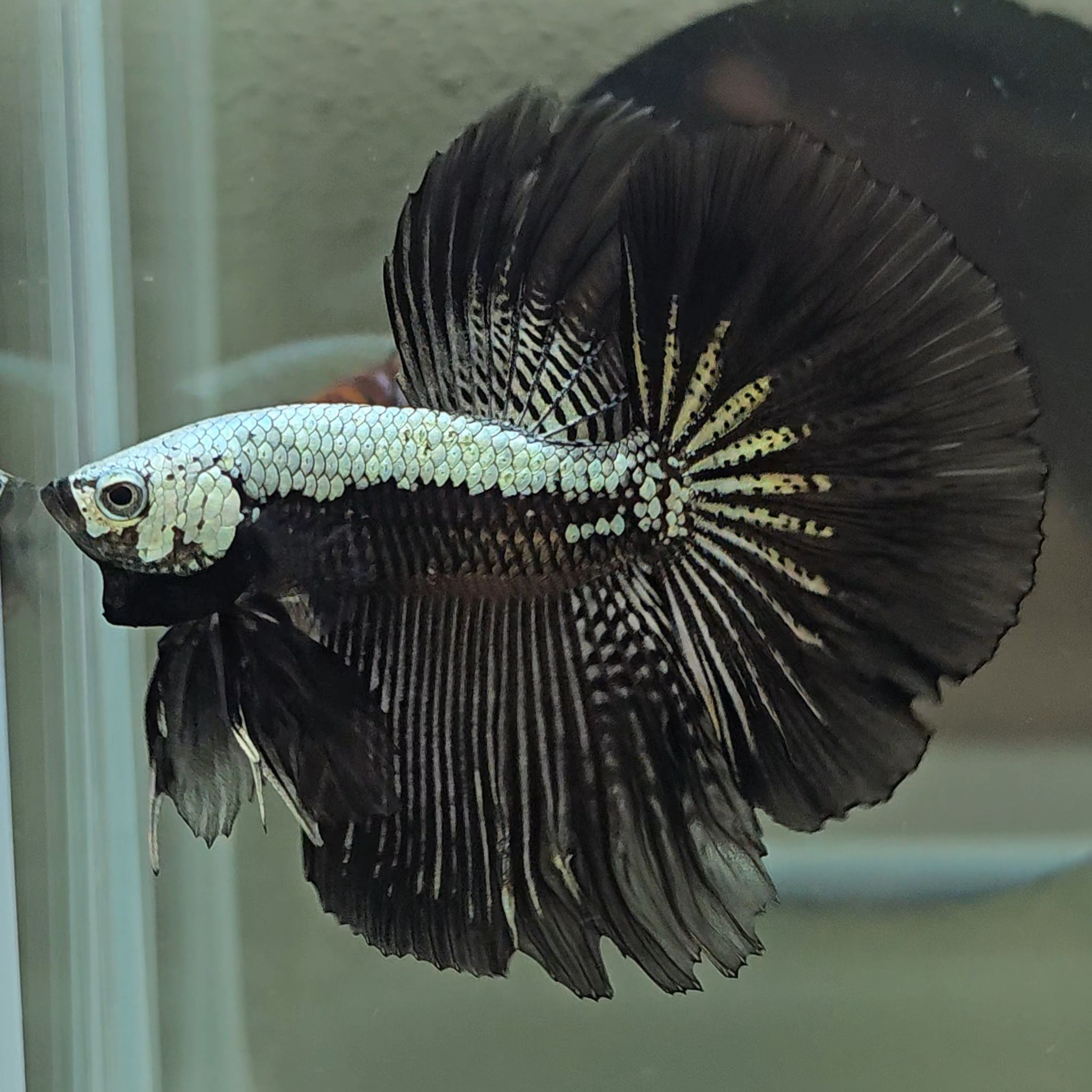 Halfmoon Black Samurai Betta Fish