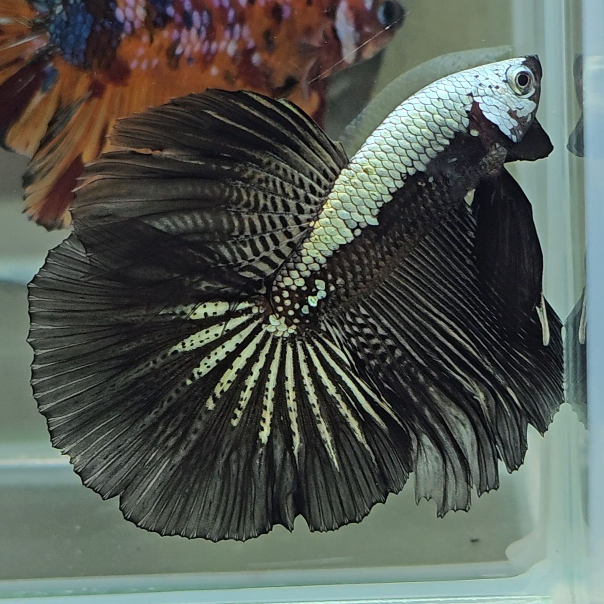 Halfmoon Black Samurai Betta Fish