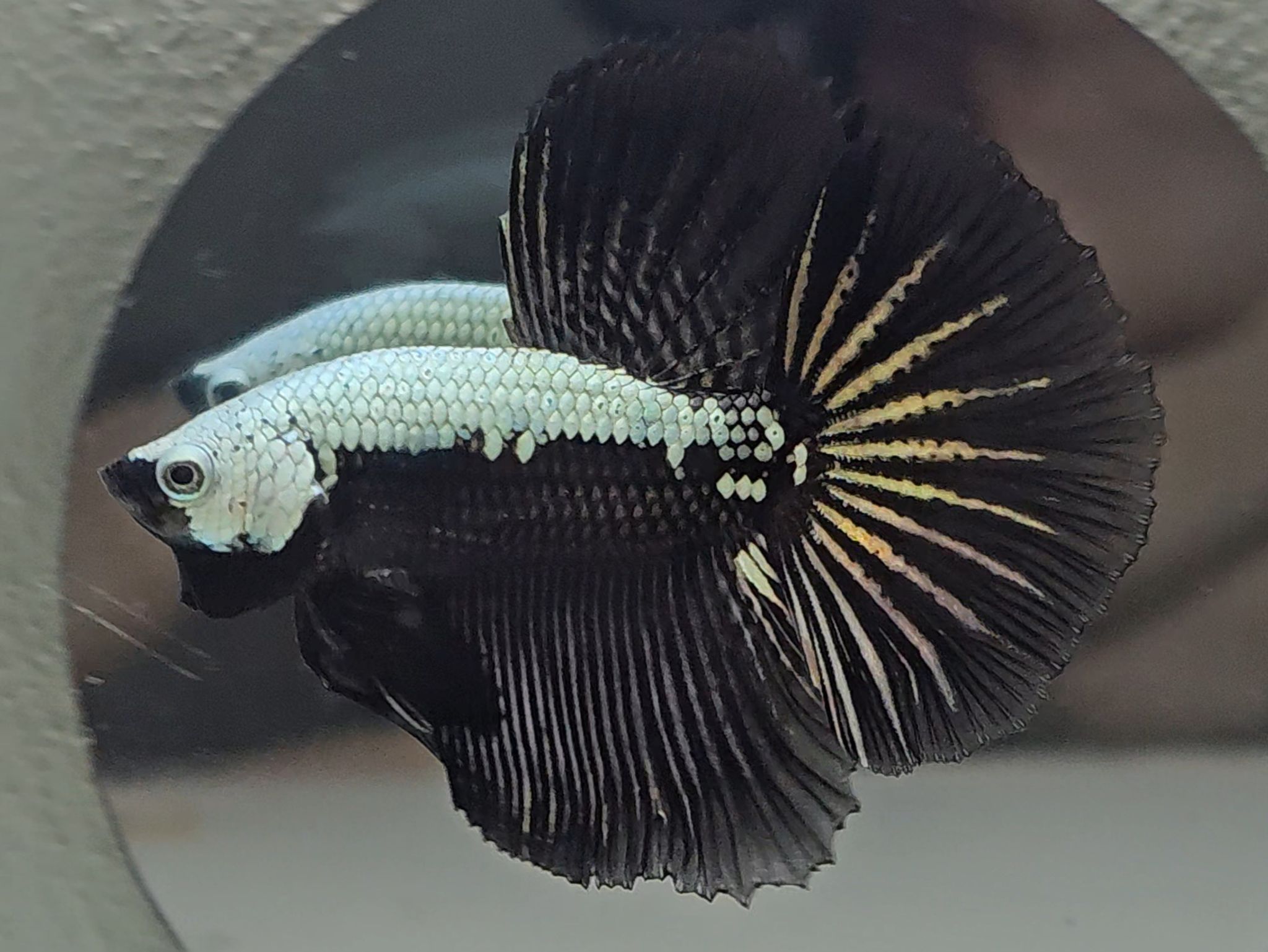 Halfmoon Black Samurai Betta Fish