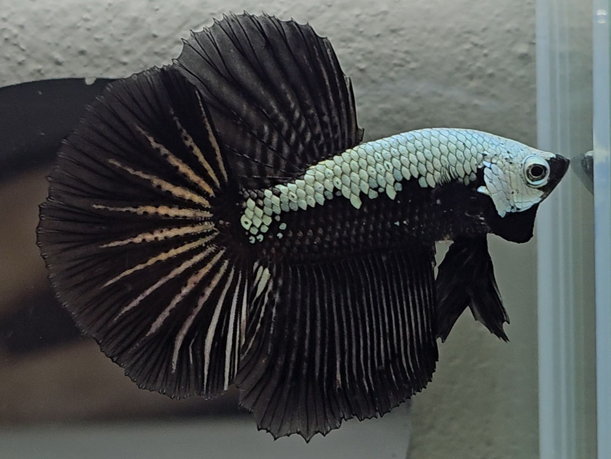 Halfmoon Black Samurai Betta Fish