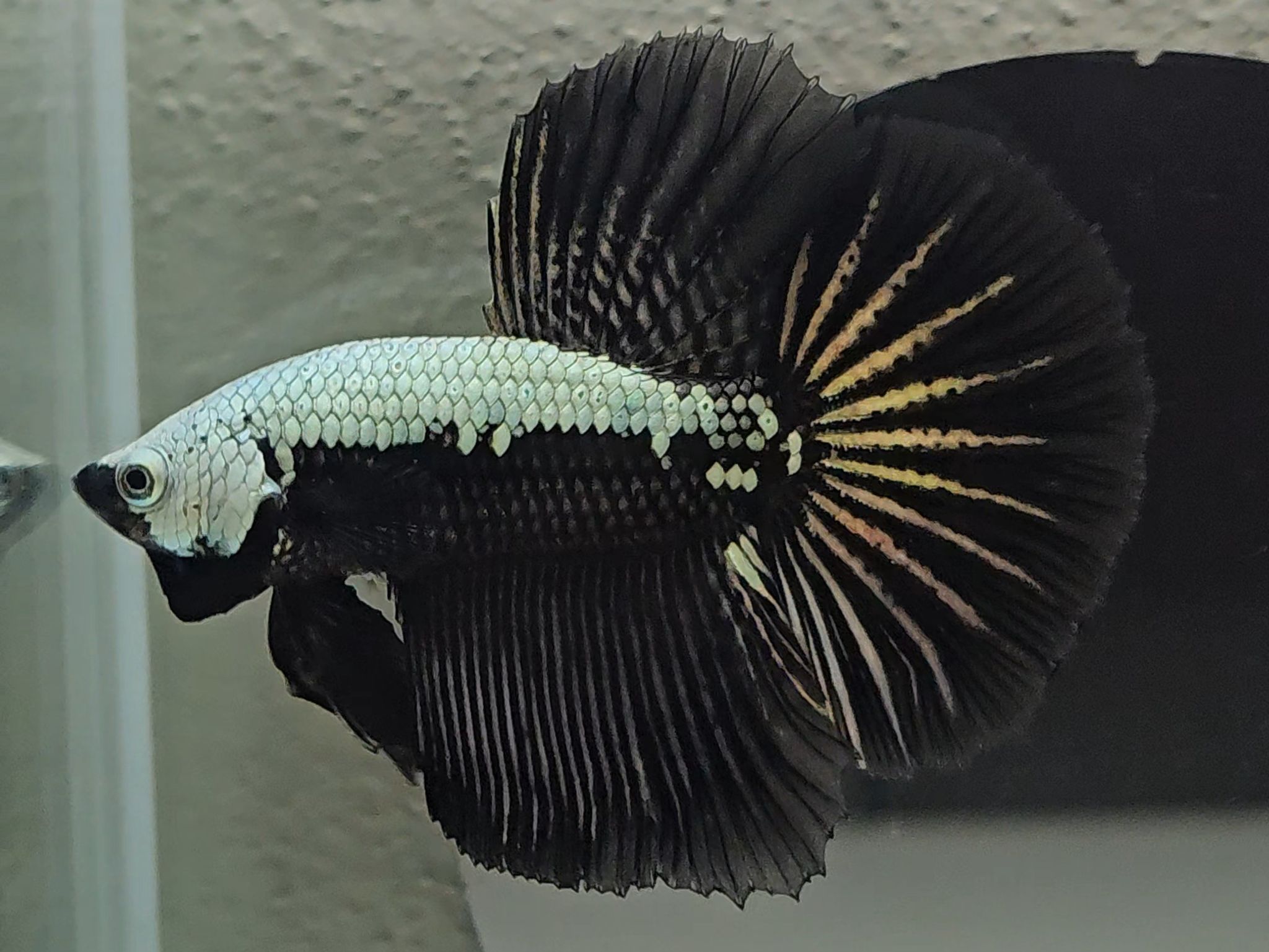 Halfmoon Black Samurai Betta Fish