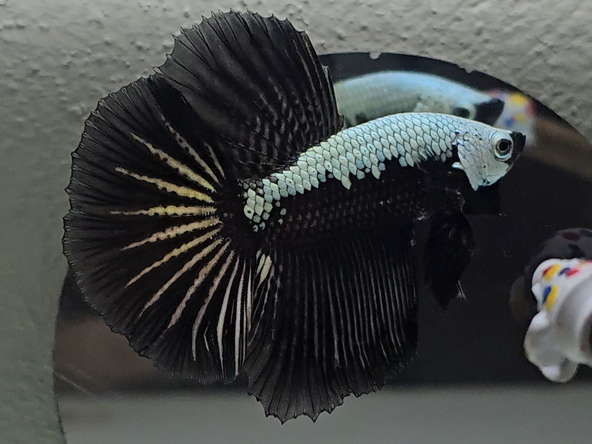 Halfmoon Black Samurai Betta Fish