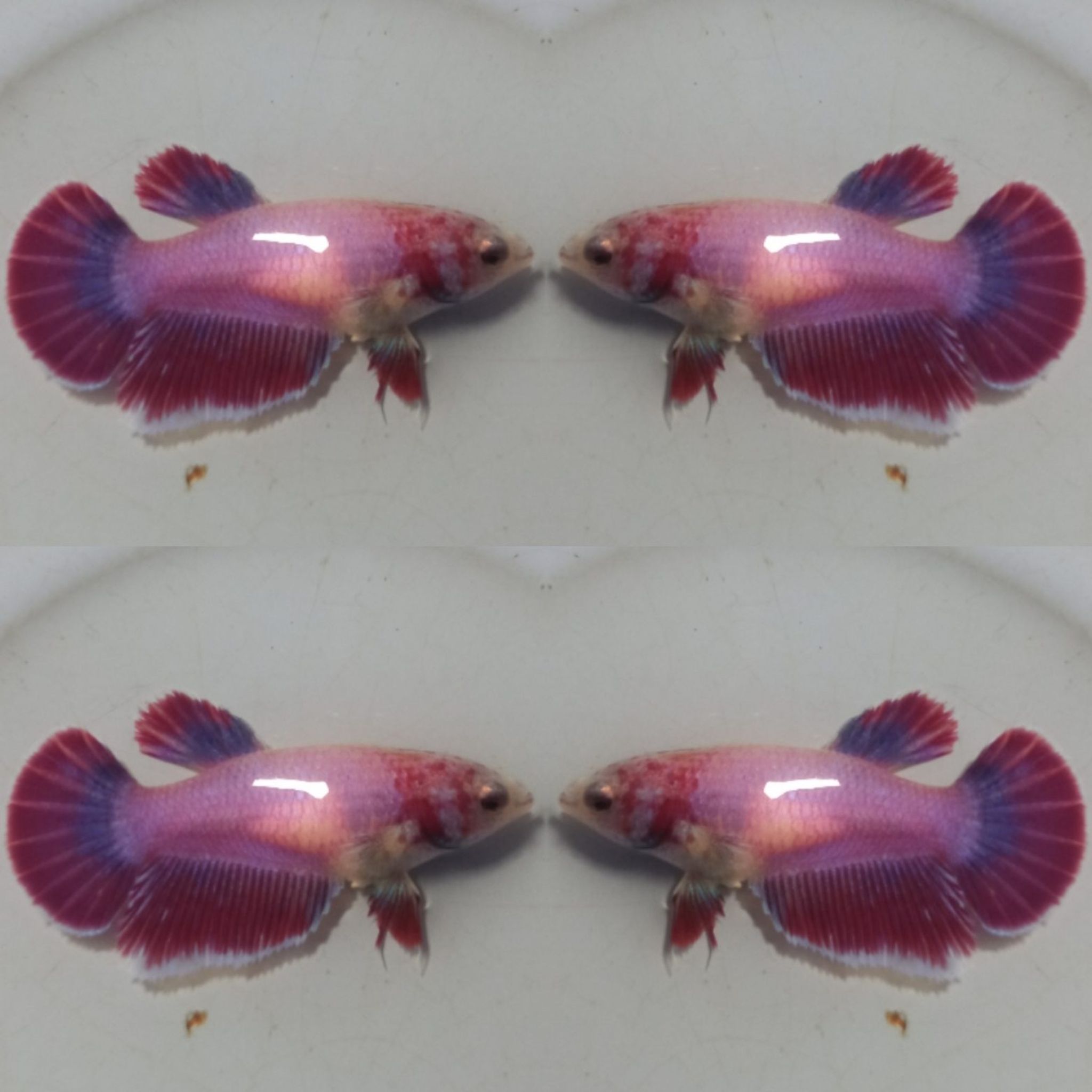 Halfmoon Blue Purple