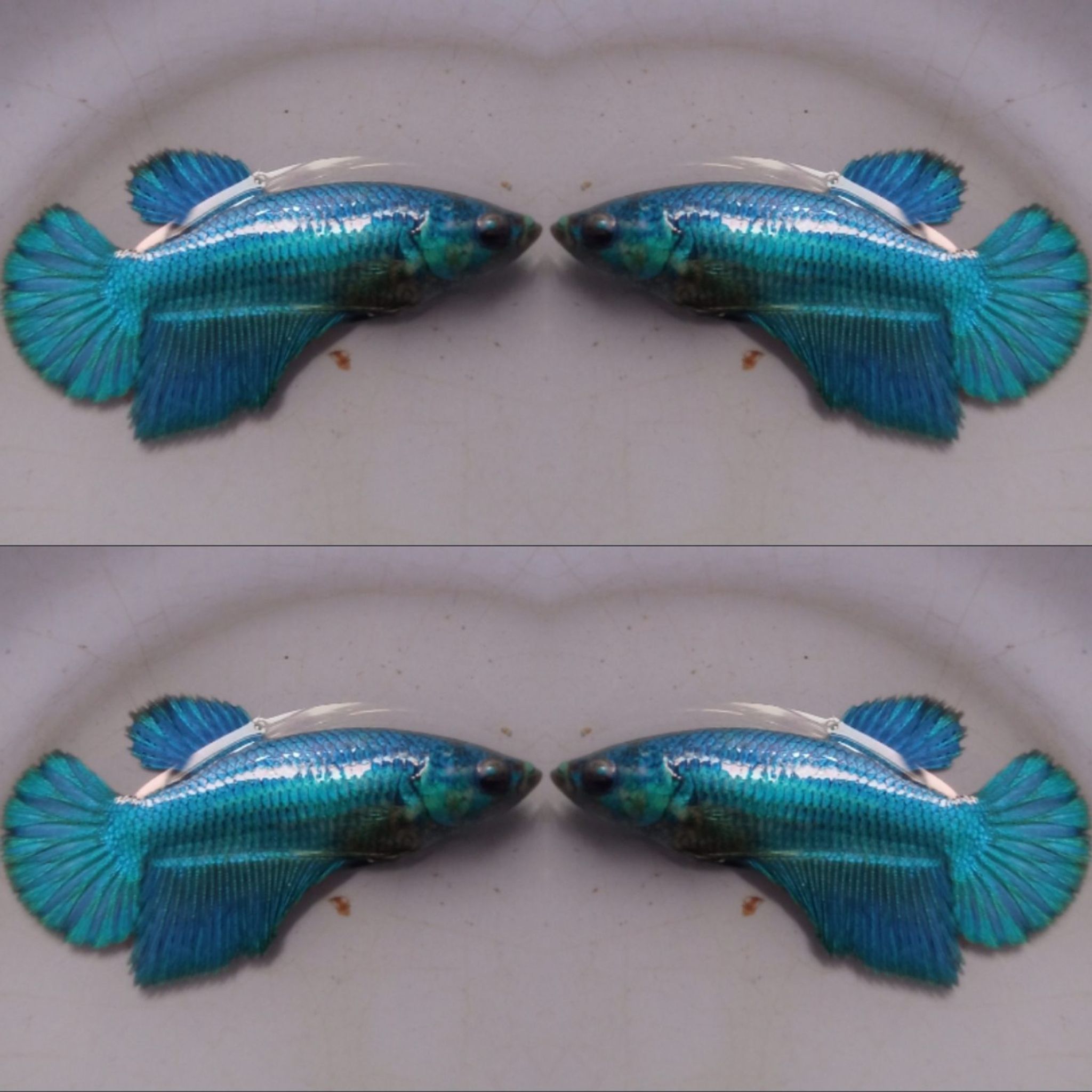 Halfmoon Blue Toska