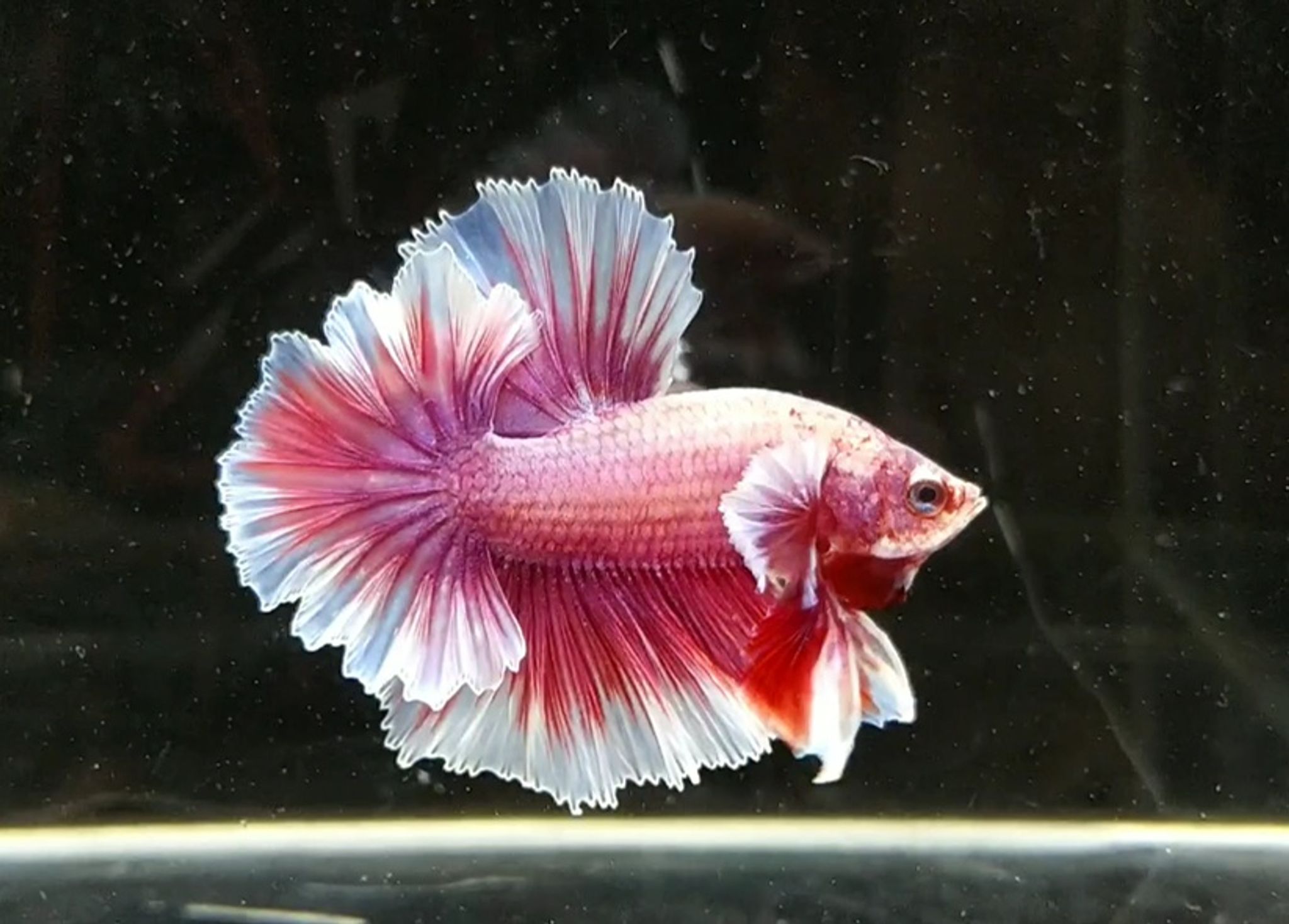 Halfmoon DE Fathertail pinky (overtail)