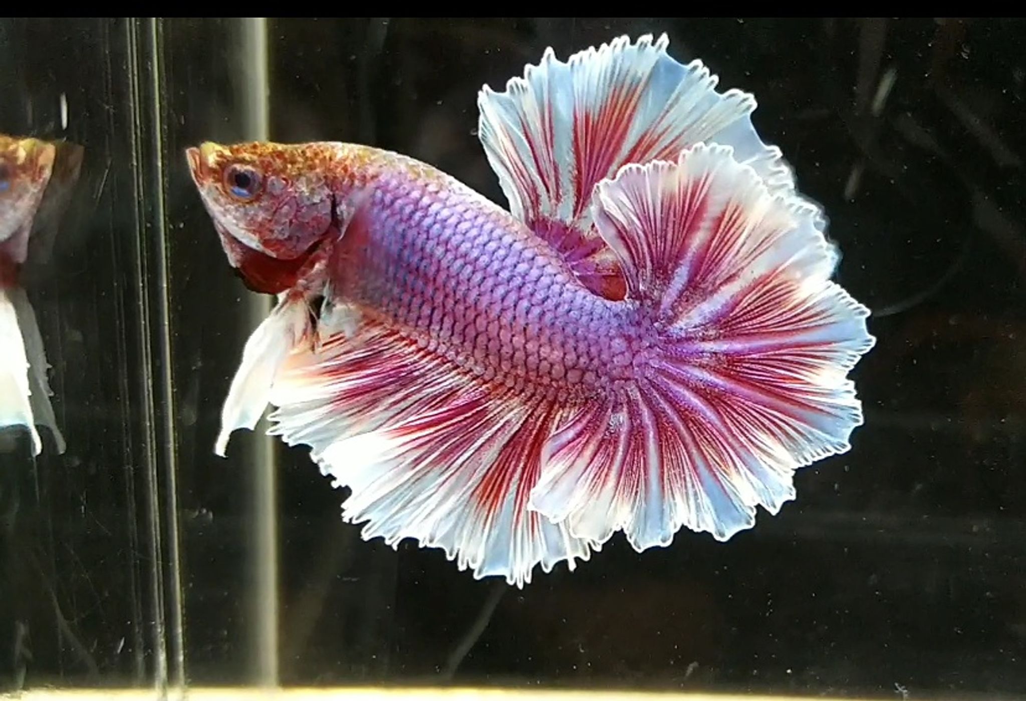 Halfmoon DE Feathertail (overtail)