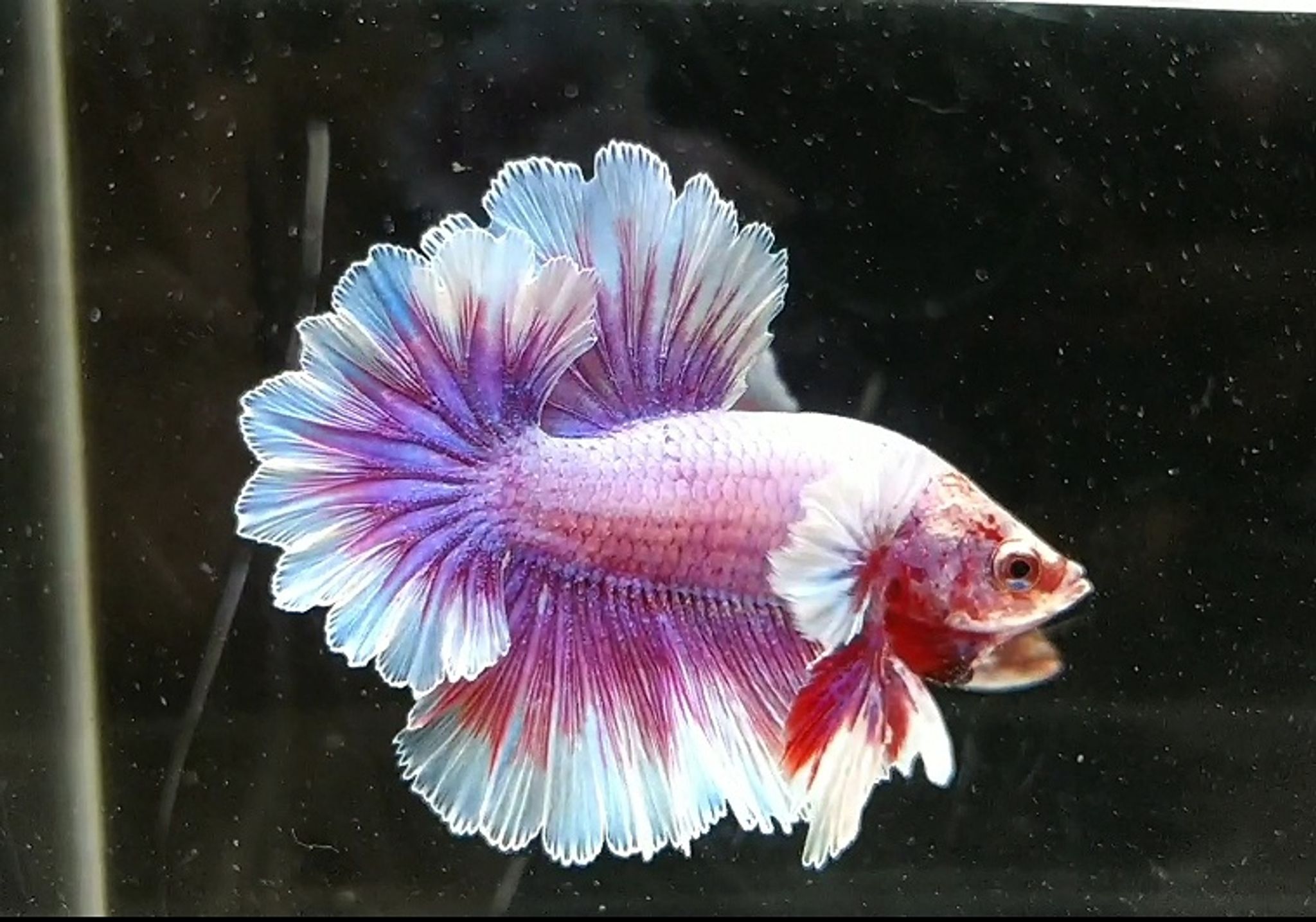 Halfmoon DE Feathertail (overtail)