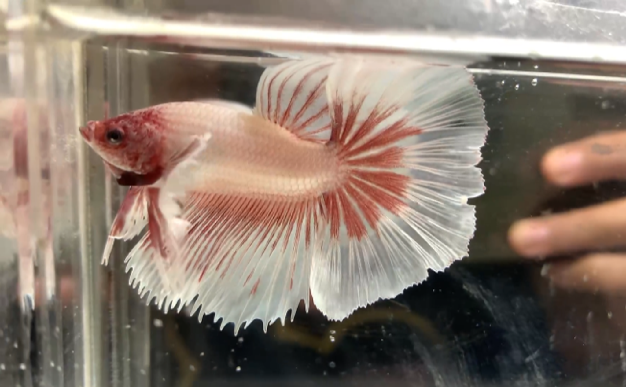 Halfmoon Dumbo ear buterfly