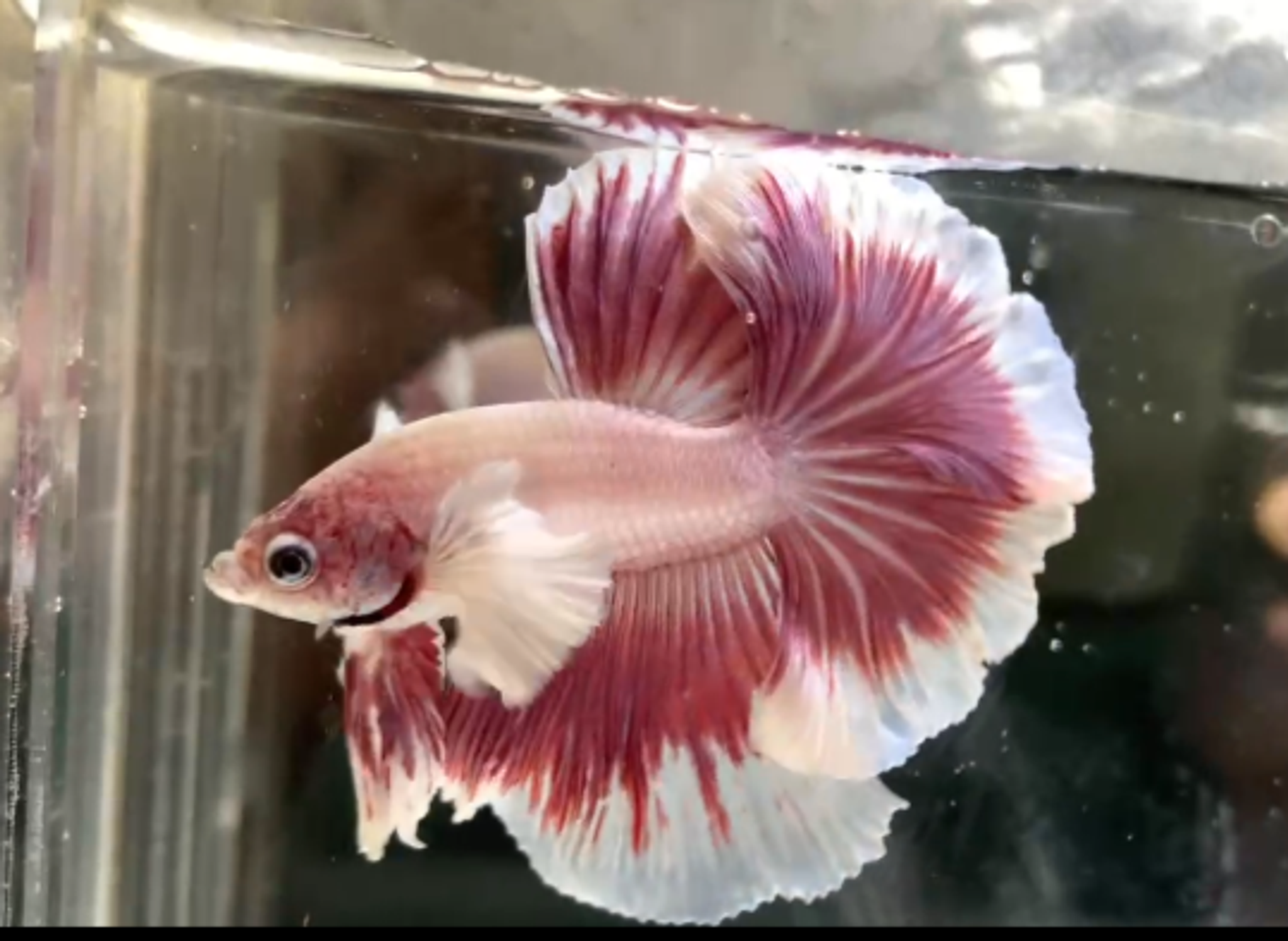 Halfmoon Dumbo ear pink buterfly