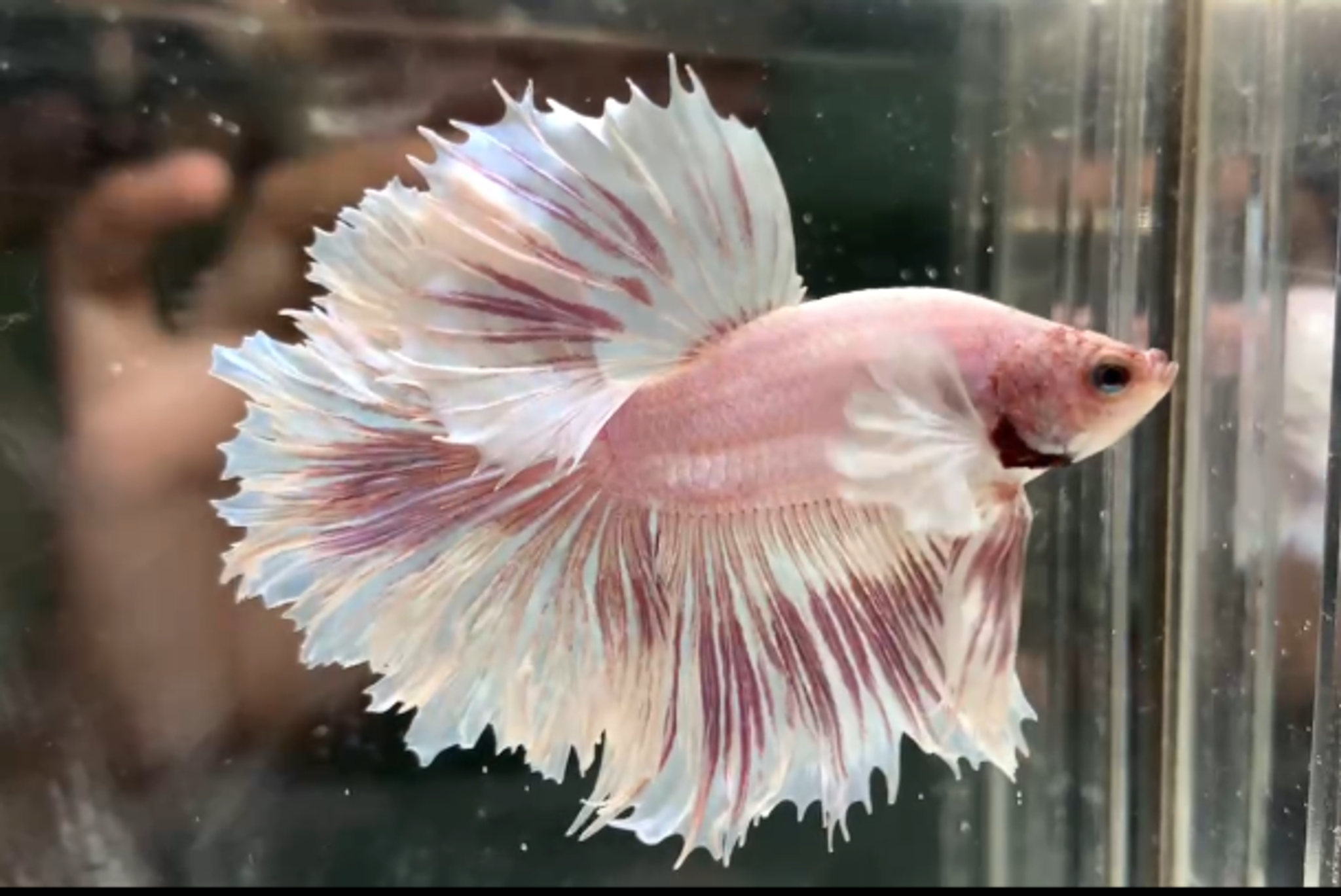 Halfmoon Dumbo ear pink