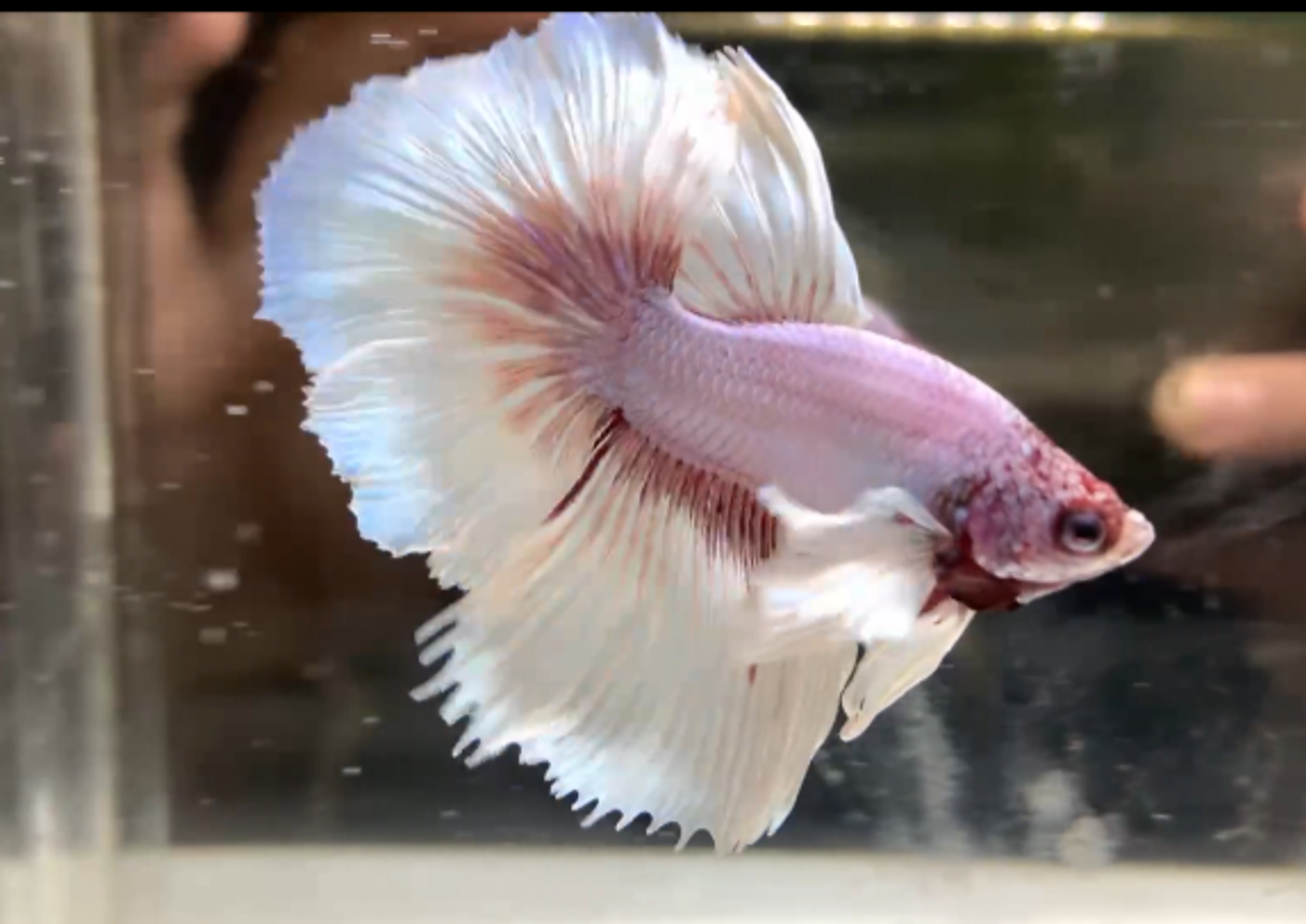 Halfmoon Dumbo ear purple buterfly