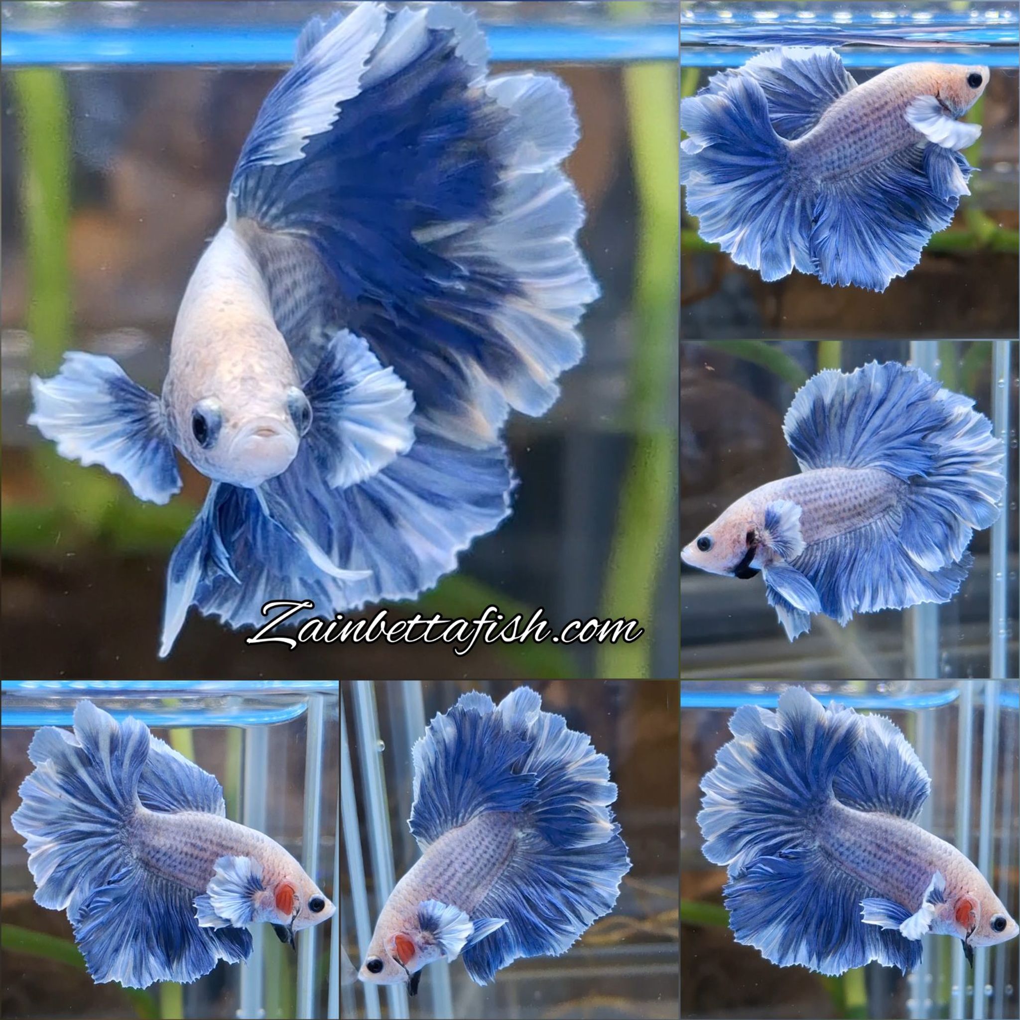 Halfmoon Feathertail Dumbo Ear Butterfly