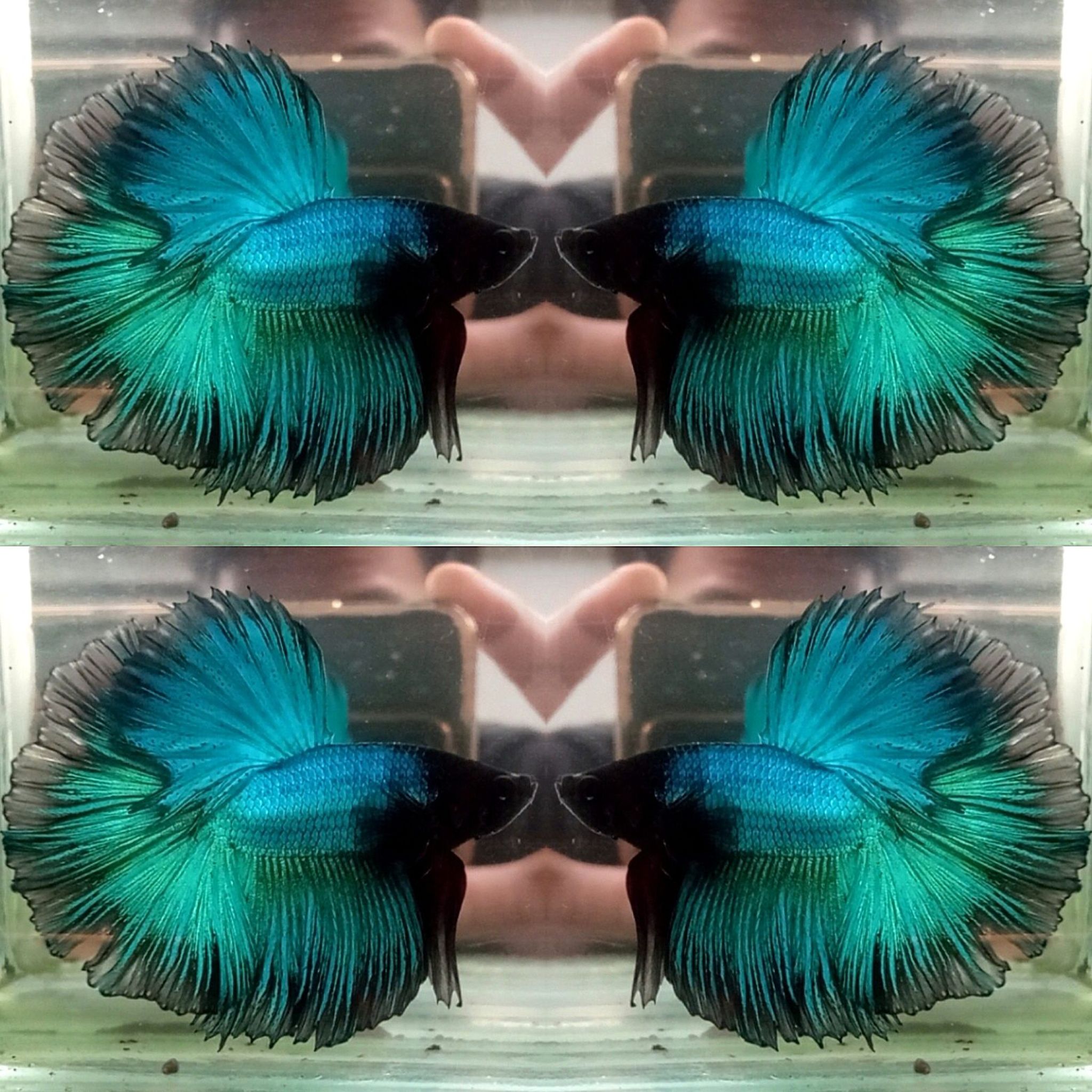 Halfmoon Green Giok (BlackHead)
