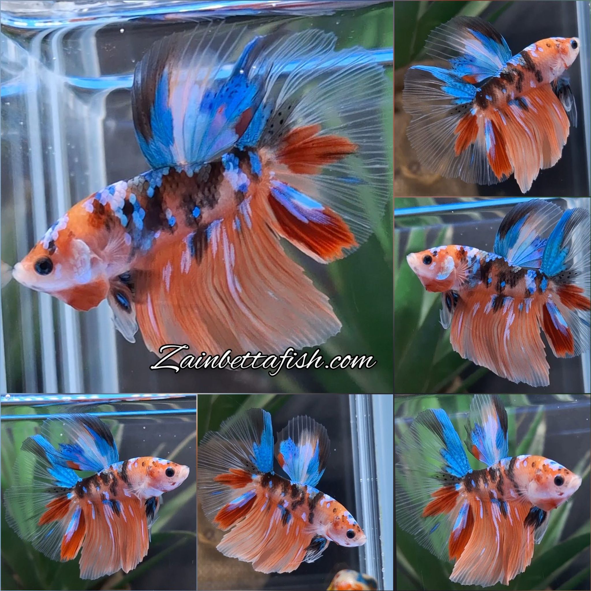 Halfmoon Koi Multicolor Nemo Tiger Betta Fish