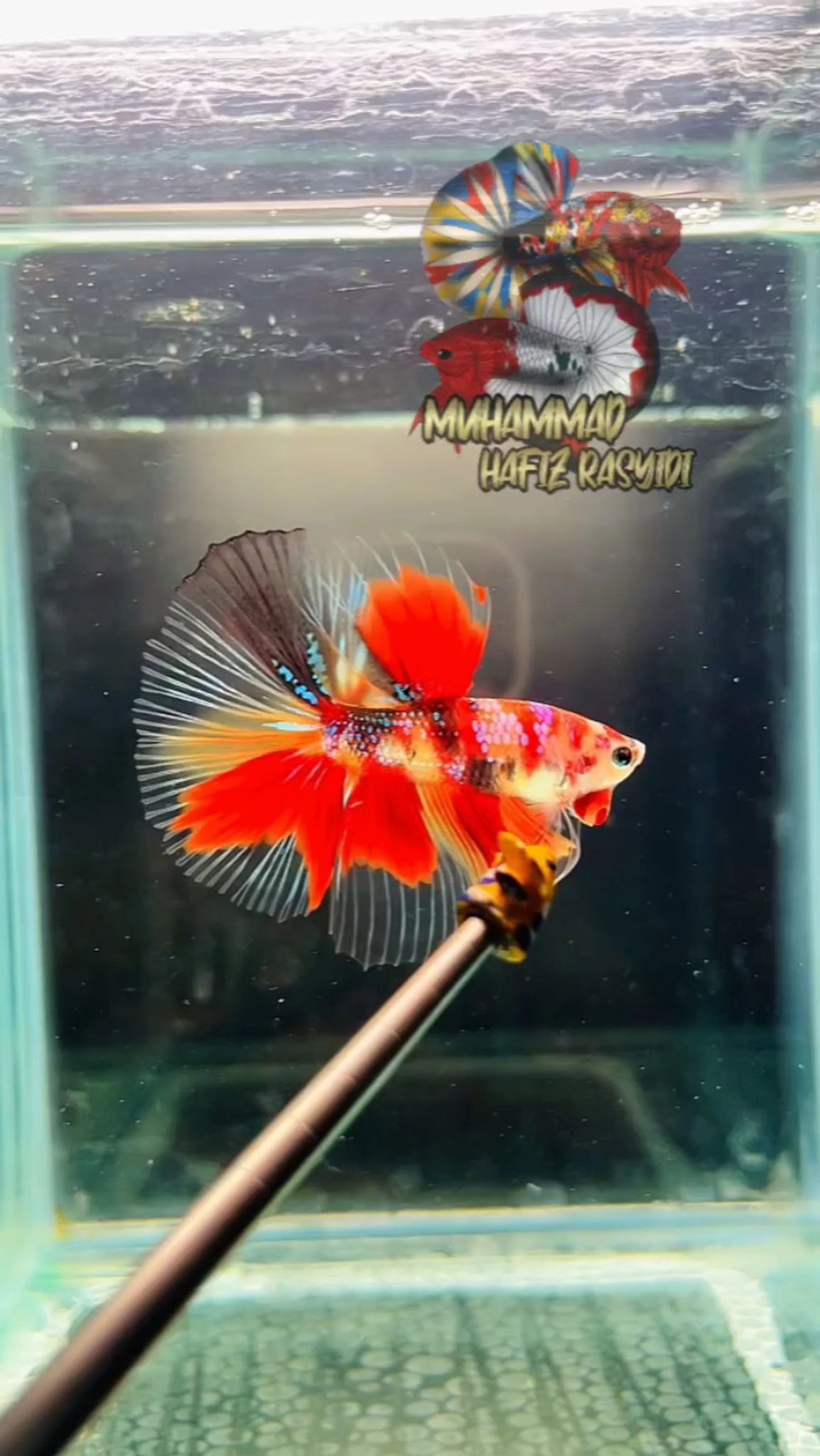 Halfmoon Multicolor