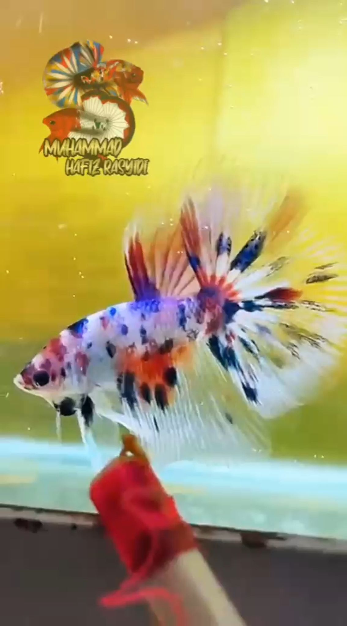 Halfmoon Multicolor