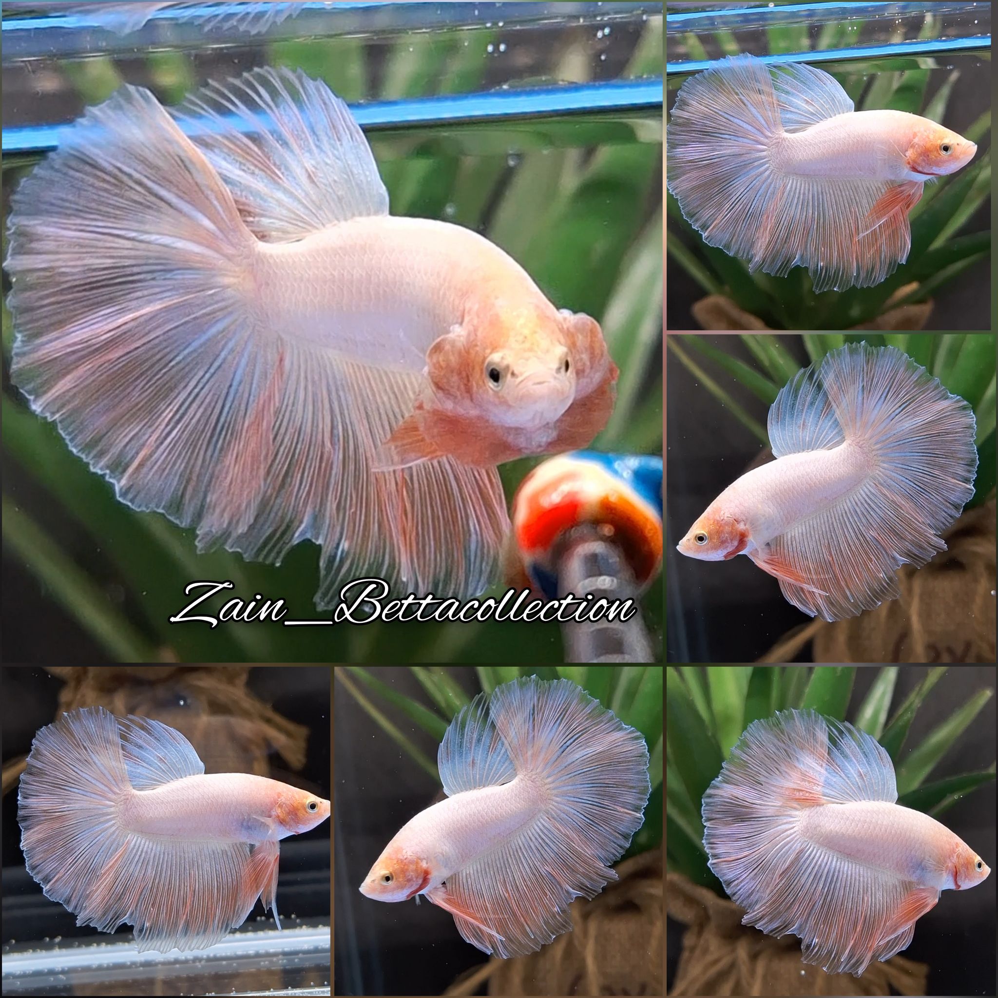 Higher Care Halfmoon Pink Color Betta Fish