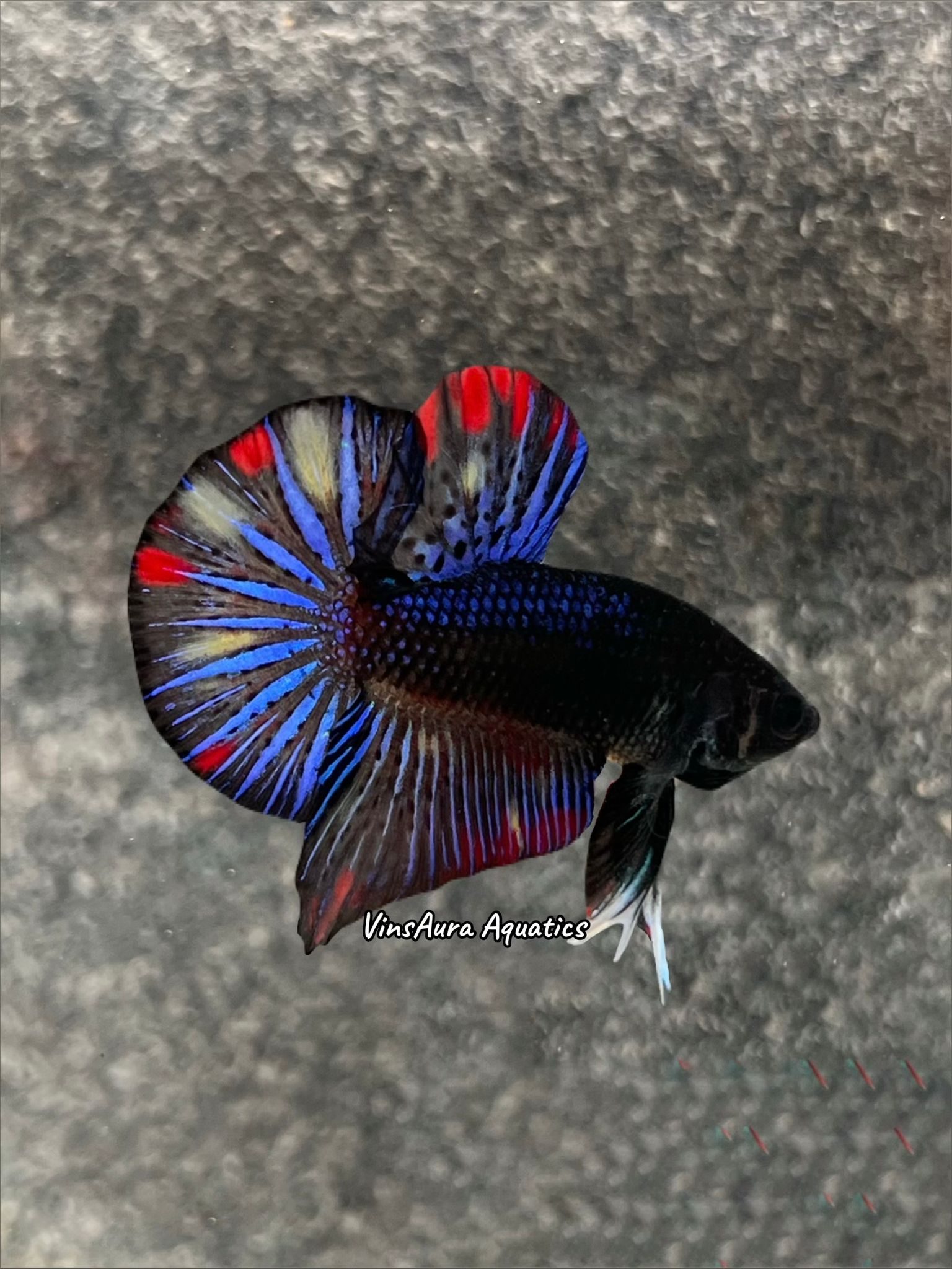 Halfmoon Plakat Black Variant